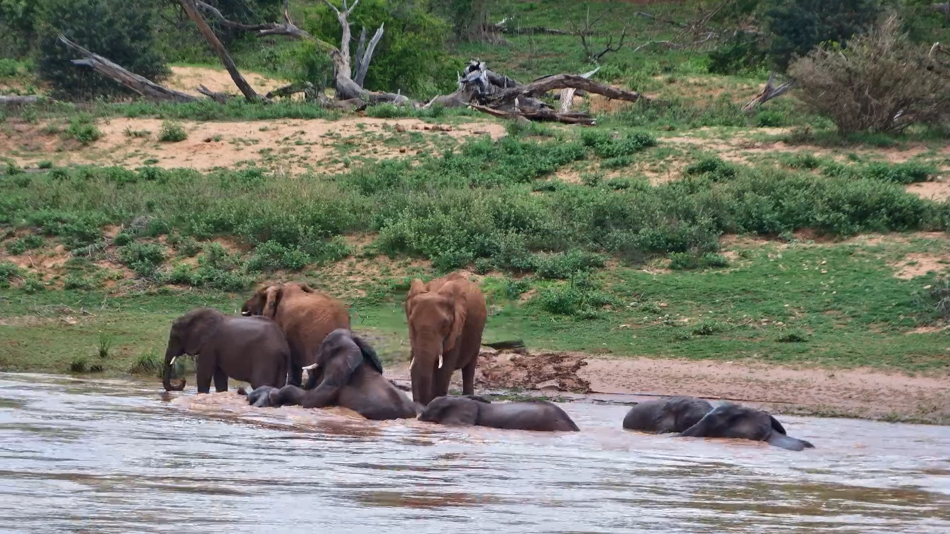 River Giants: Elephant Herd Enjoys a Swim in the Olifants!