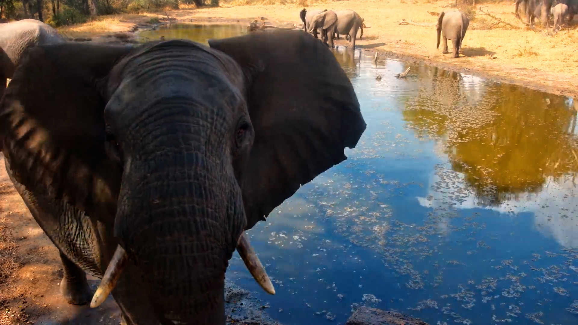 A Curious Elephant at Serondella