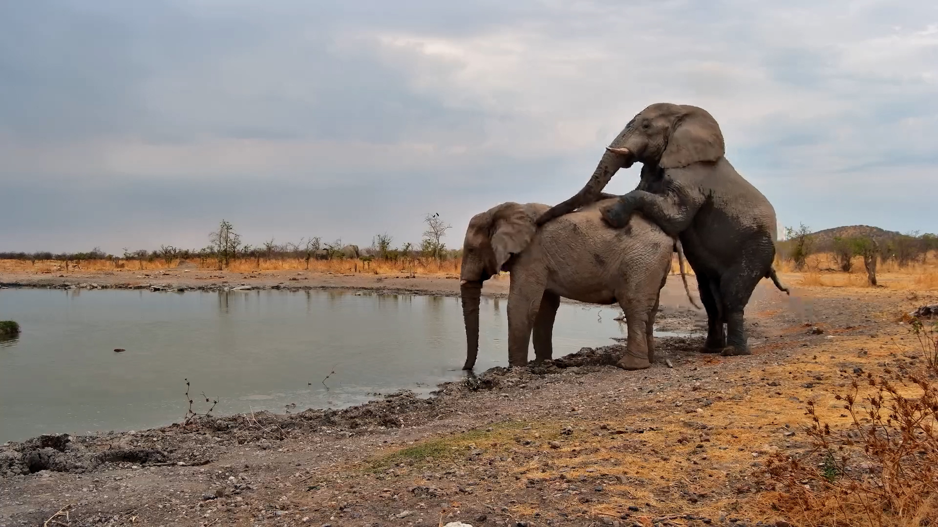No Mistaking Who’s Boss | Elephant Dominance at Safarihoek