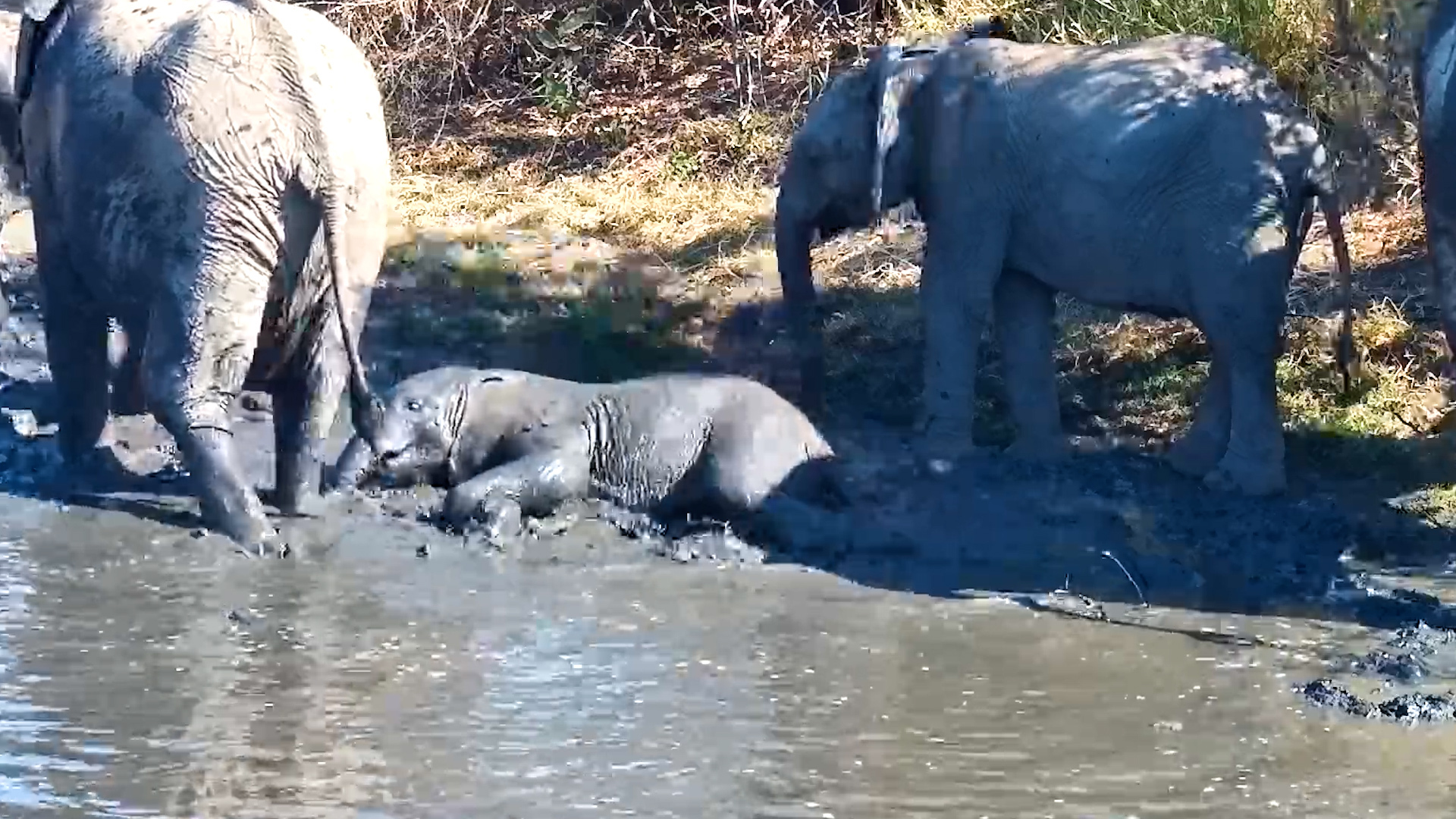 Baby Elephant Is Having the BEST Day!
