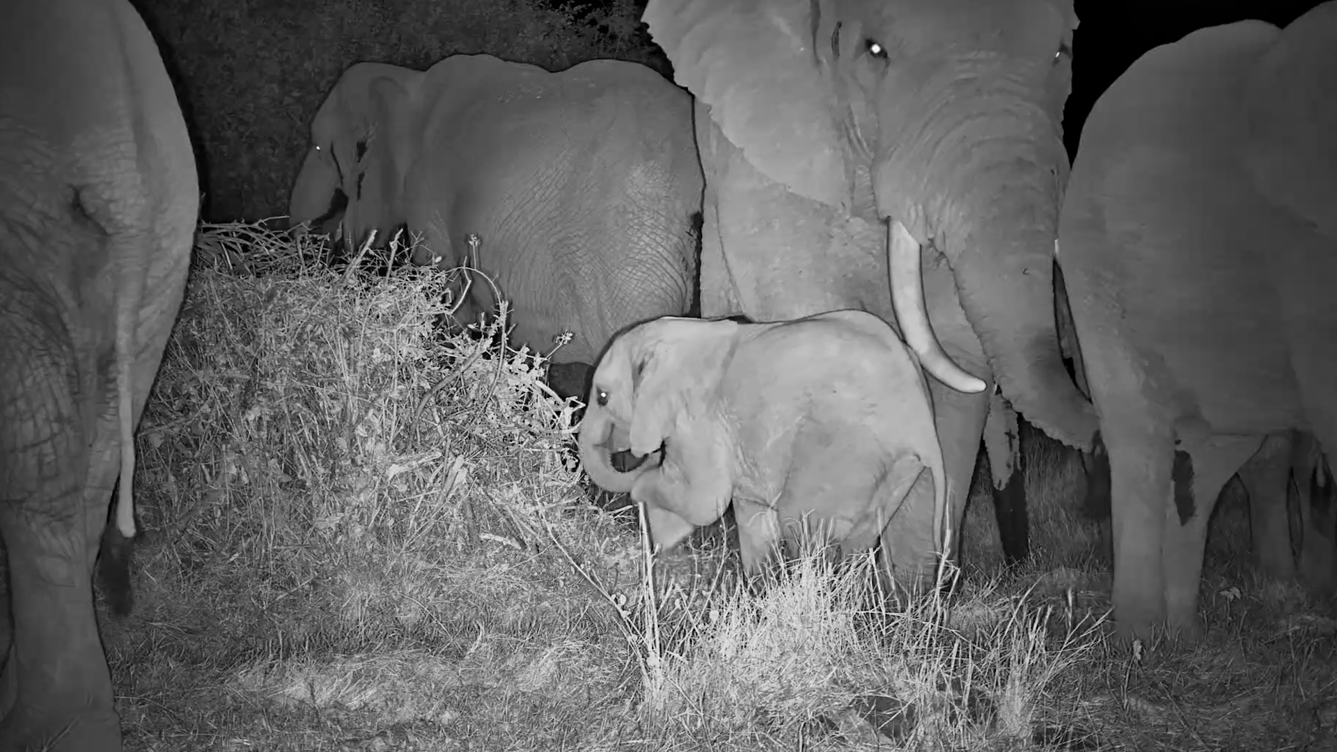 A Baby Elephant's Night Adventure