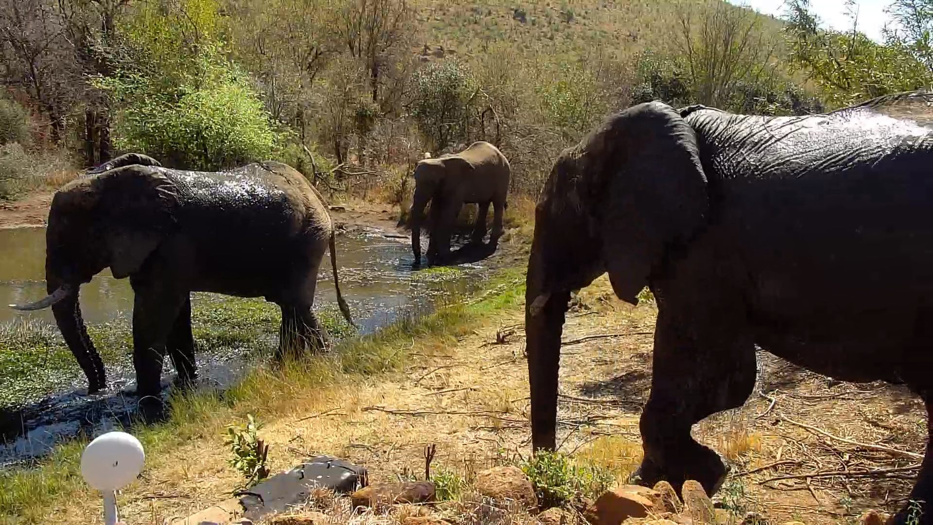 Elephants Up Close And Browsing on Bushes
