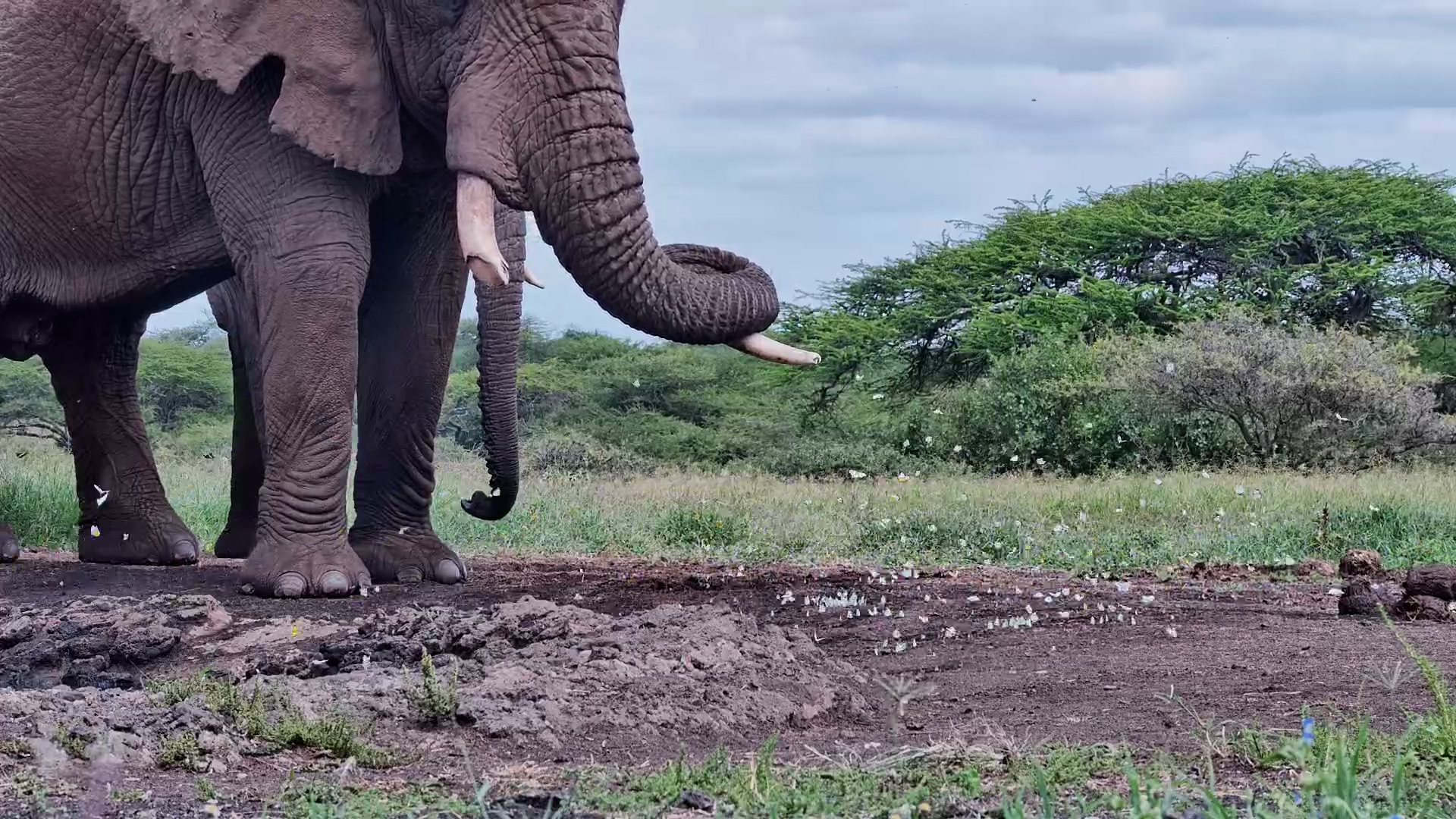 Is This Elephant Watching the Butterflies?