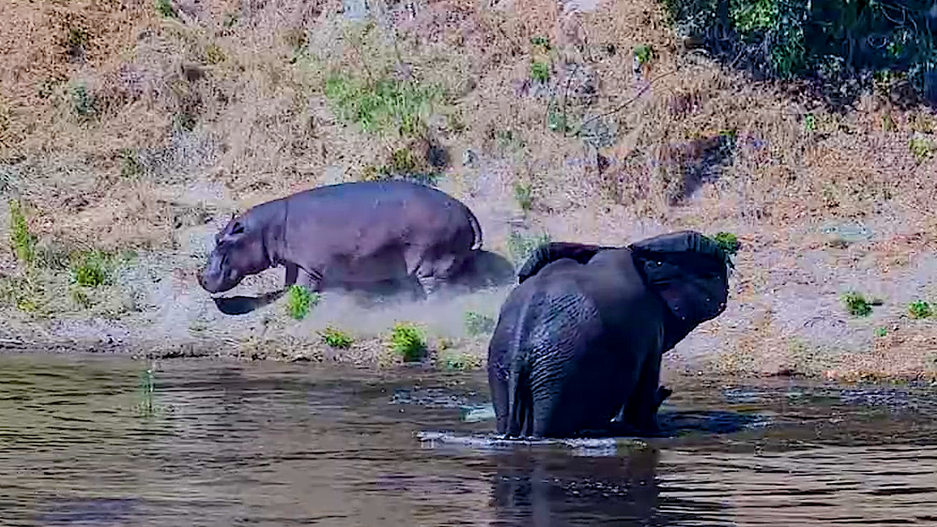 Elephants Kicked the Hippo Out