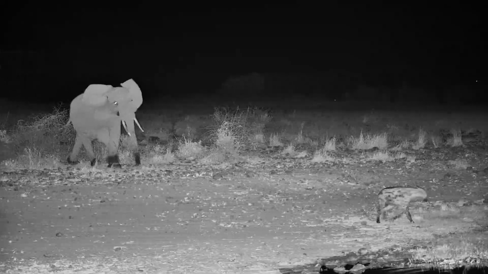 Hyena REFUSES to Leave the Elephants' Waterhole!