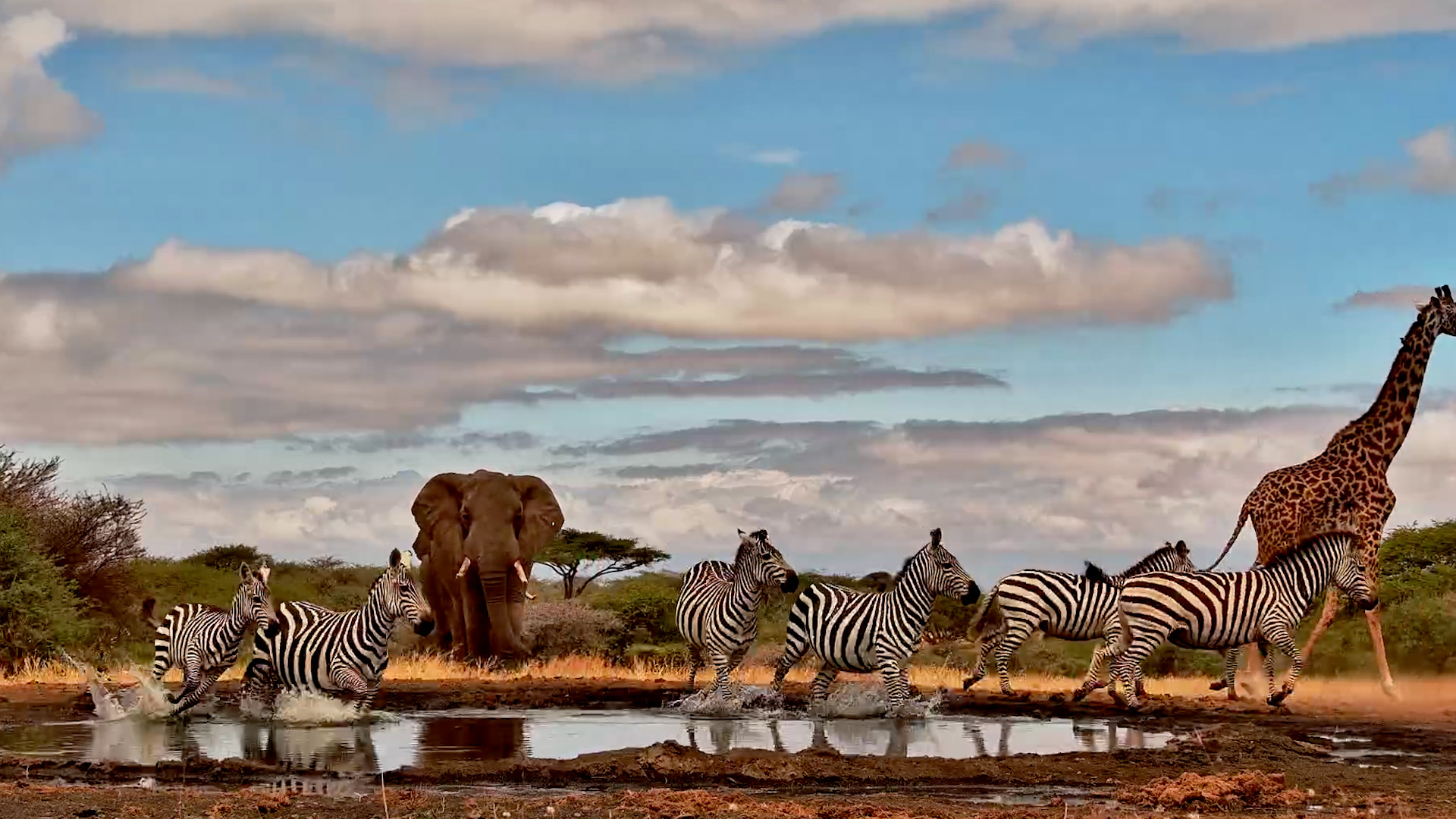 Then the Elephants Arrived...