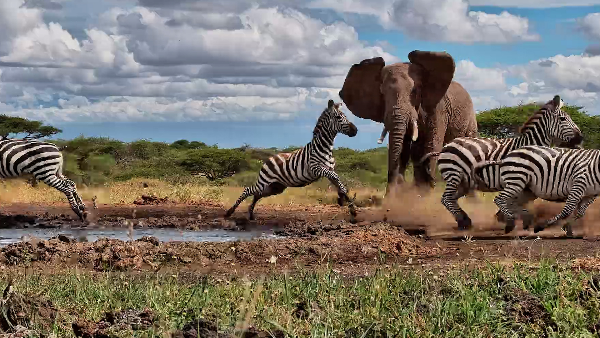 Zebras Kept Coming Back...Elephant Kept Saying No!