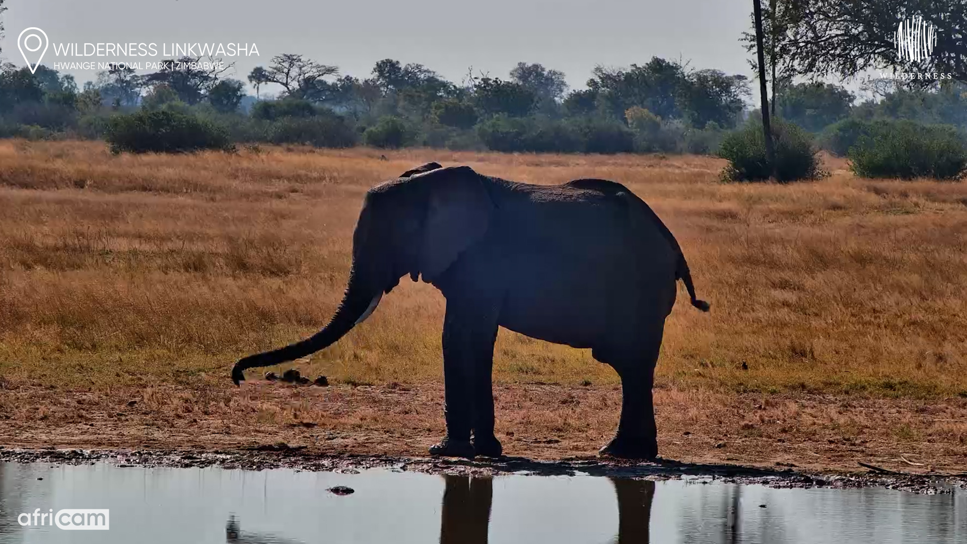 A Lone Elephant Takes a Quiet Moment Alone