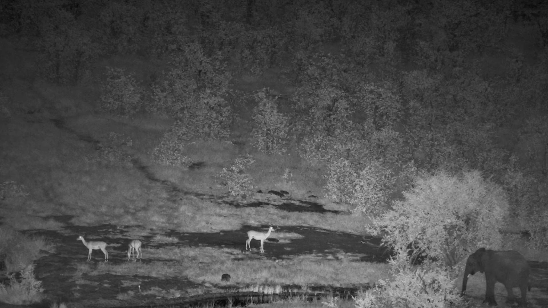 Elephant Chases Impala in the Dark!