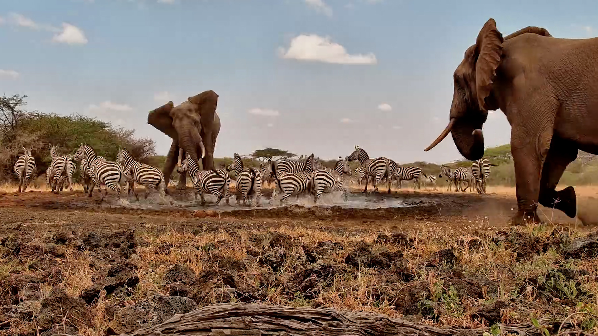 Zebras Just Wouldn't Take the Hint
