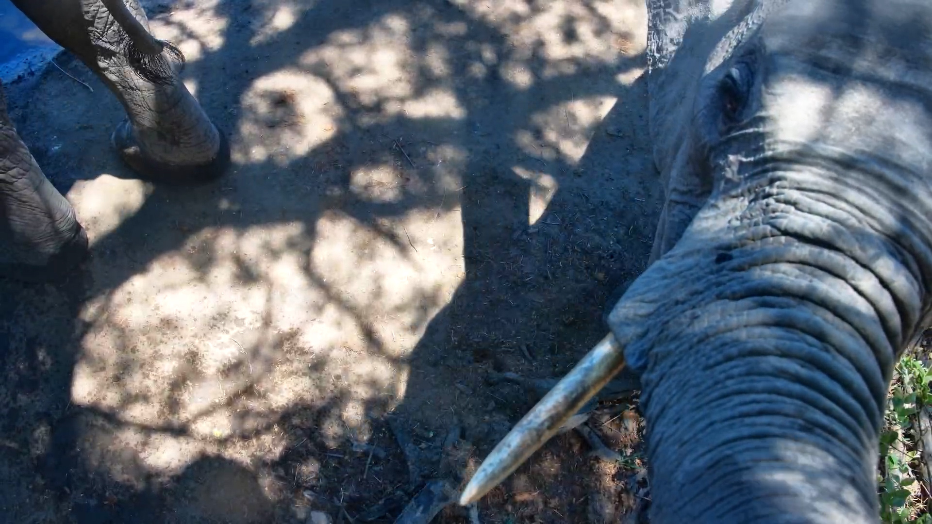Up Close with the Serondella Herd