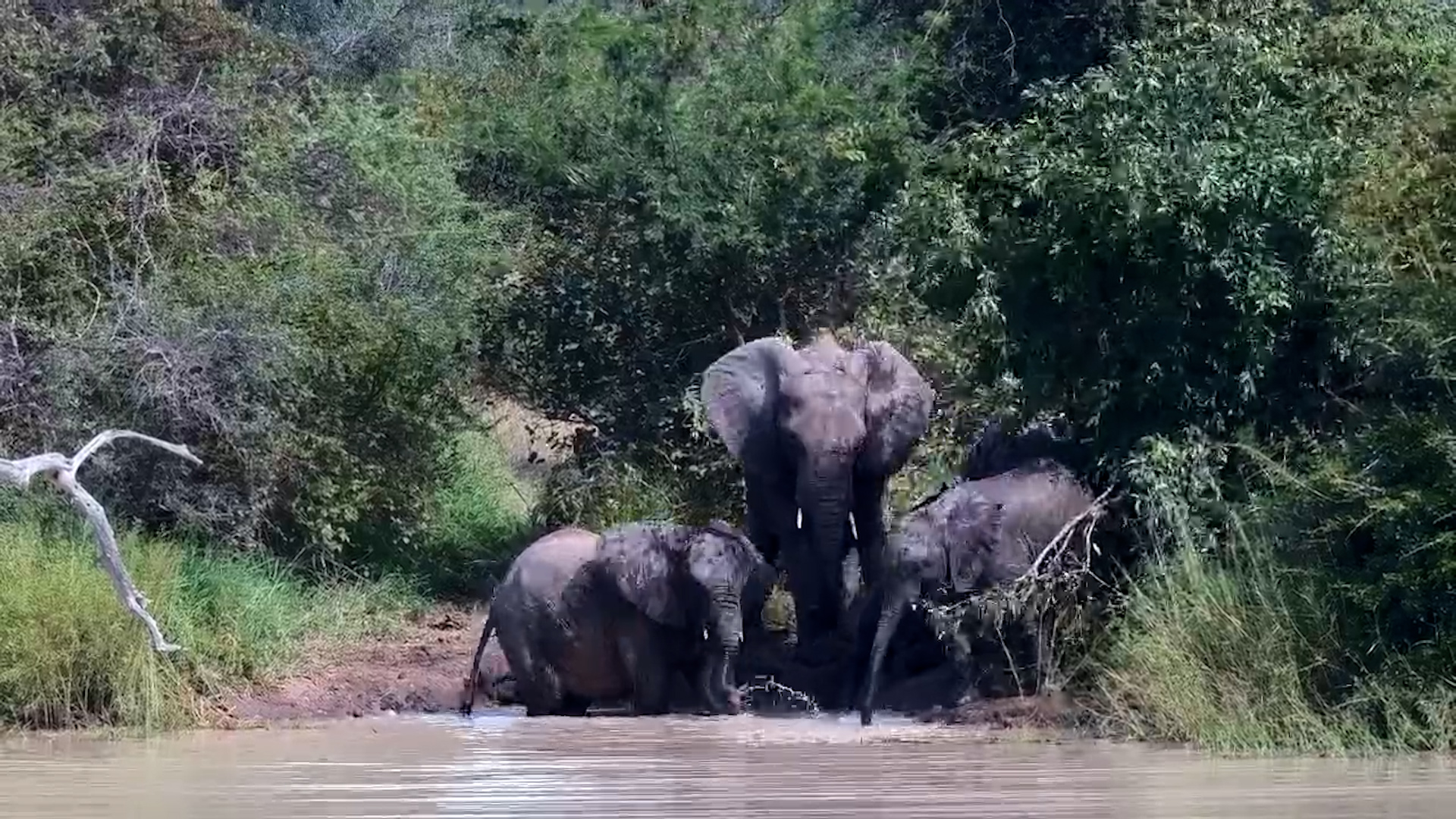 Jabulani Turns Into an Elephant Spa