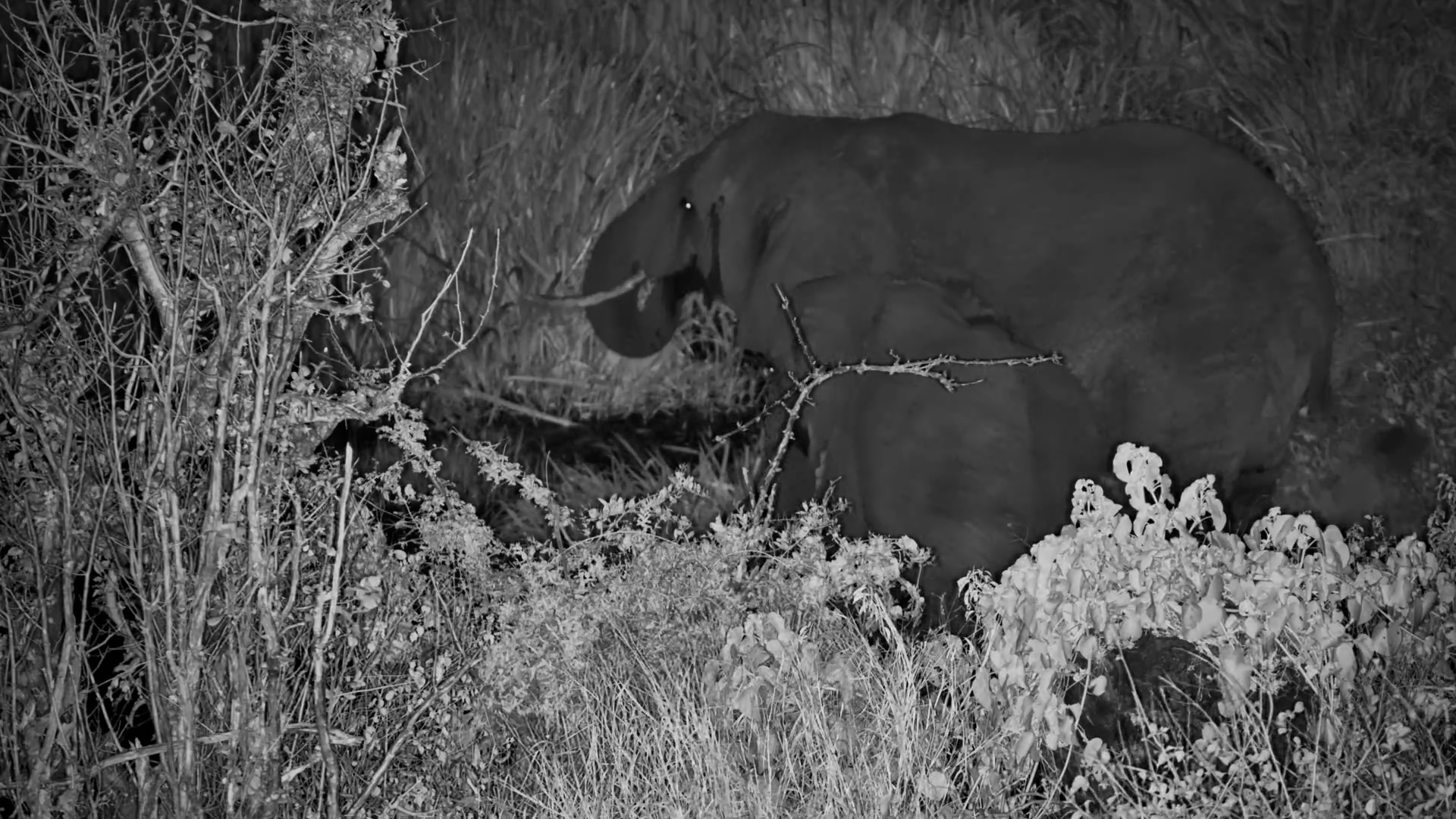 The Herd Settles In for the Night