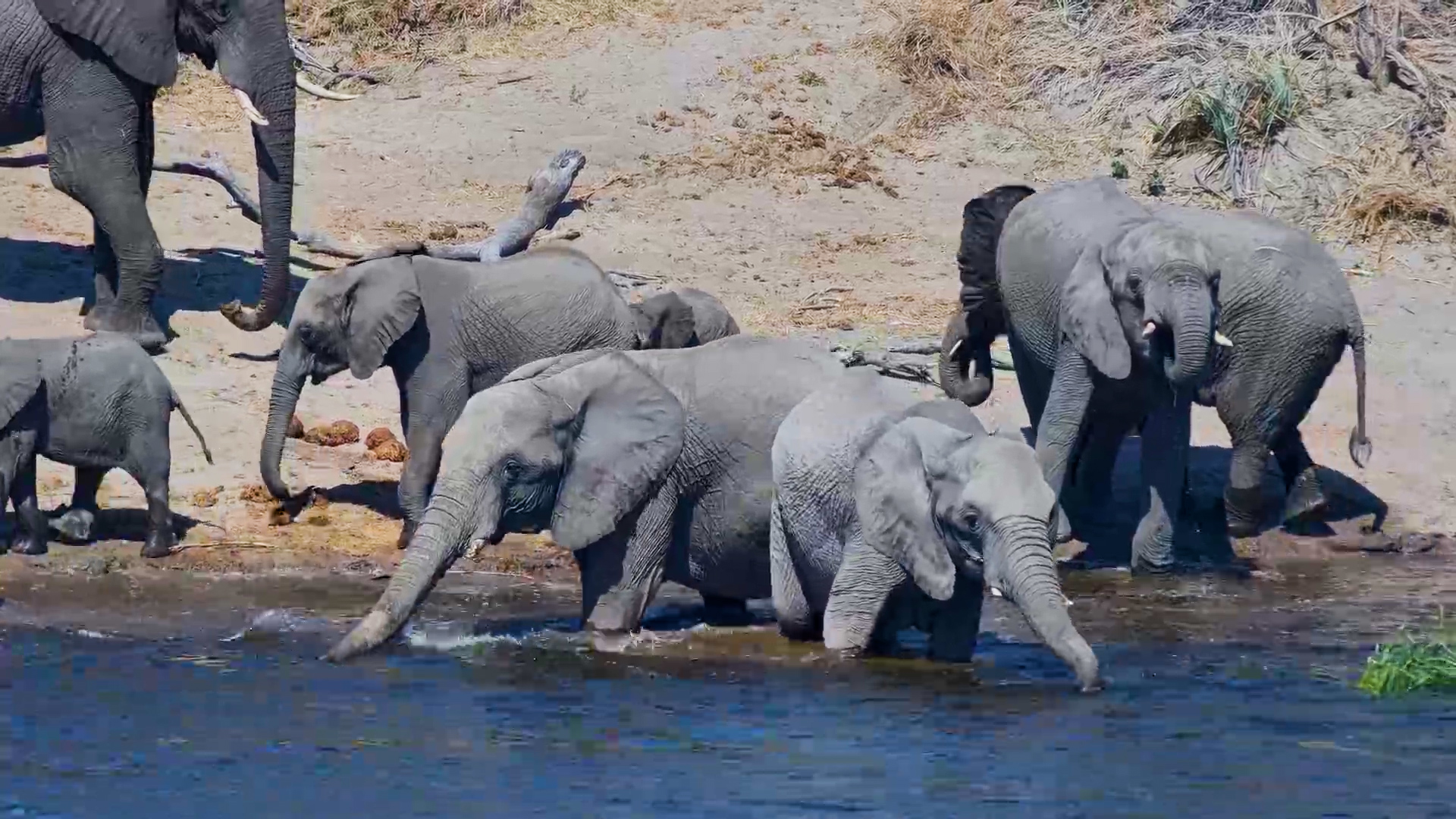 A Waterhole Full of Thirsty Elephants