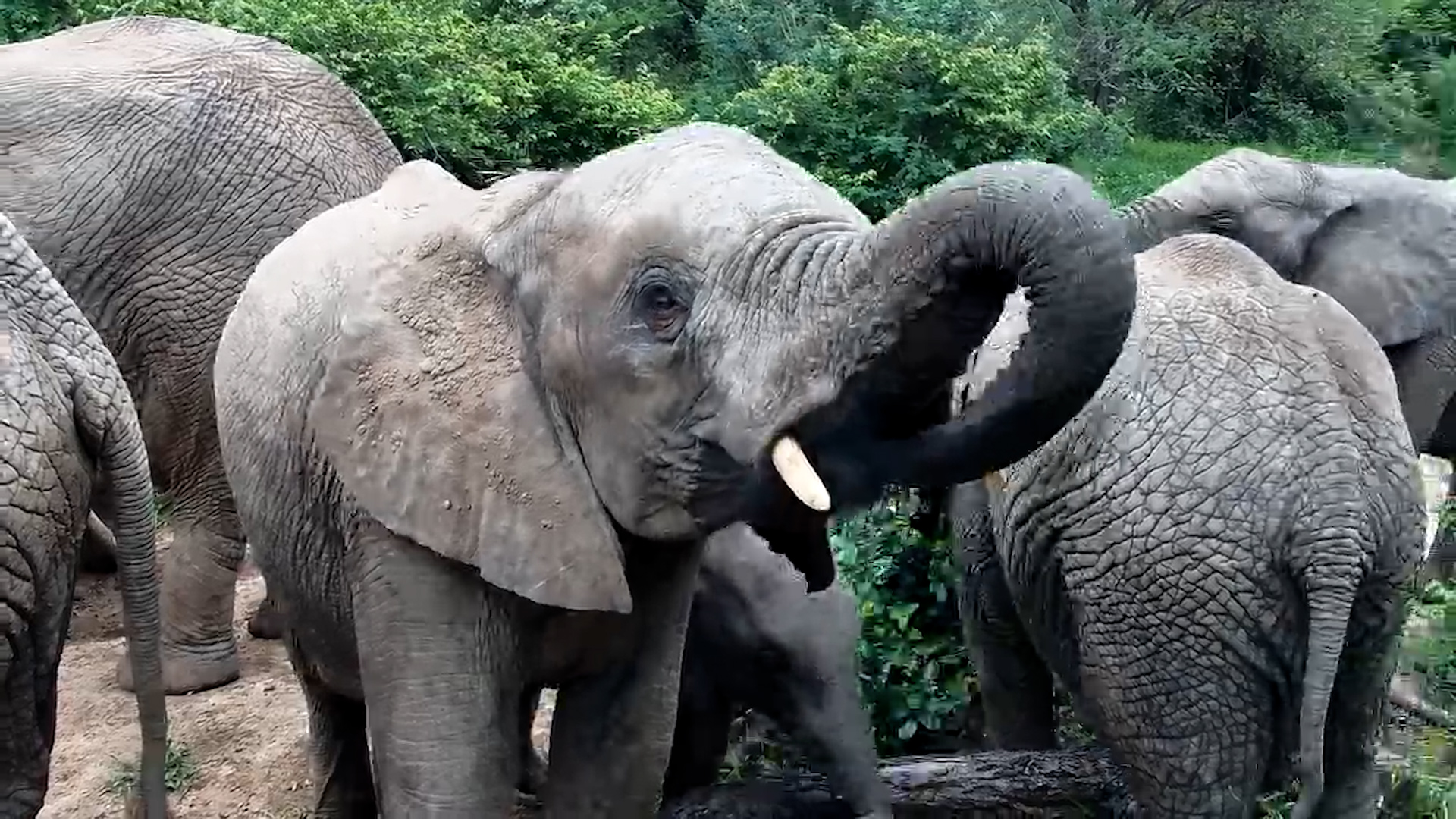 ZA  Skip navigation Search    Create  2  Avatar image Elephants Drink Next to the Camera