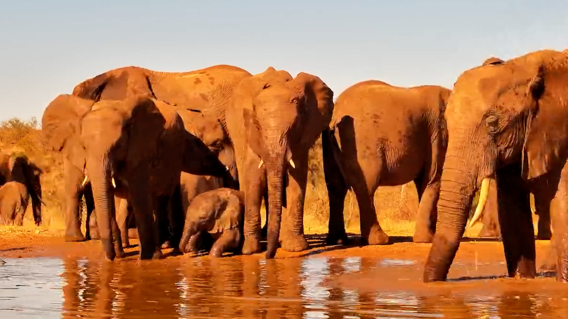 The Whole Elephant Family Arrives for a Drink!