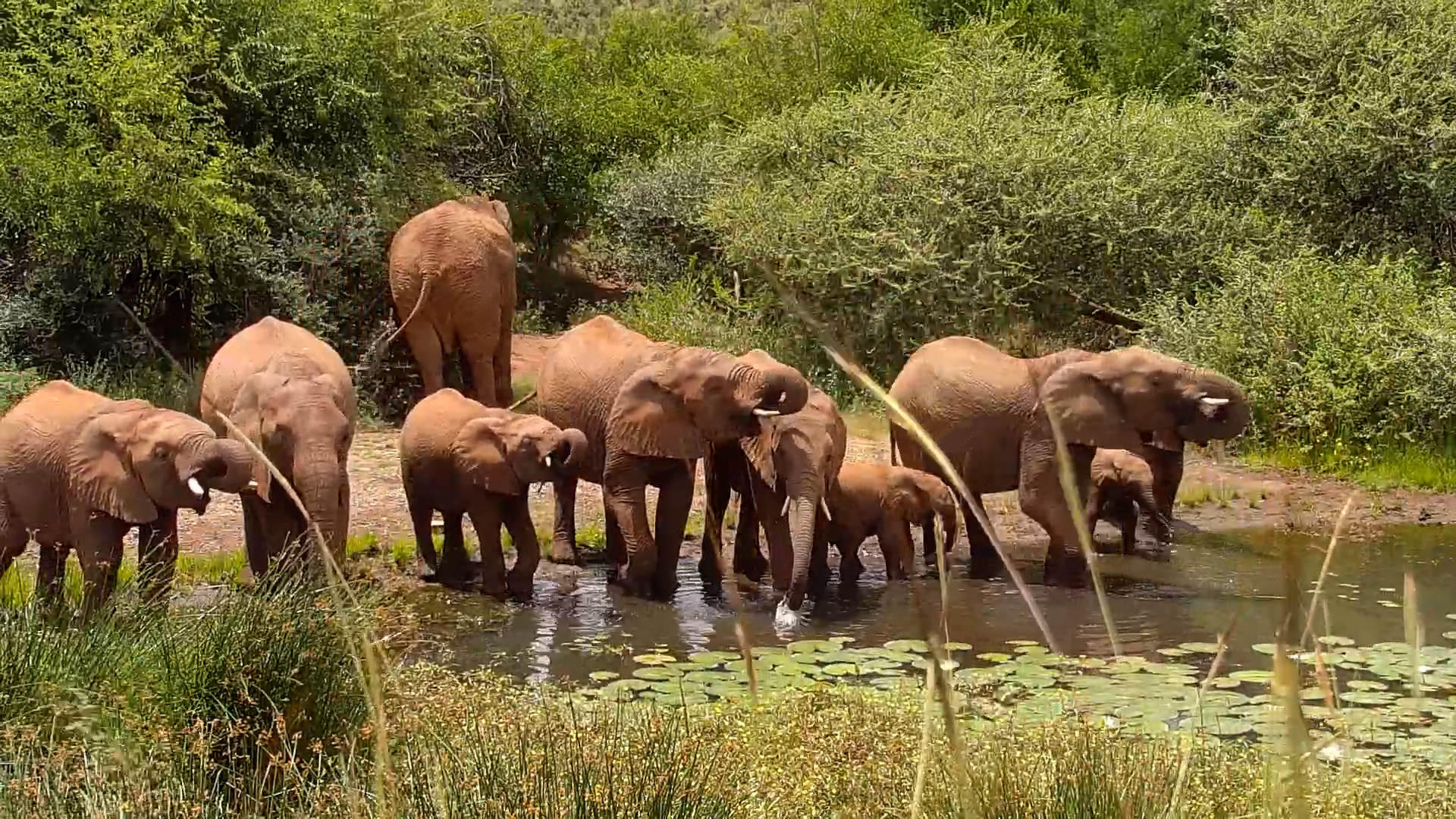 Elephant Herd Hits the Waterhole
