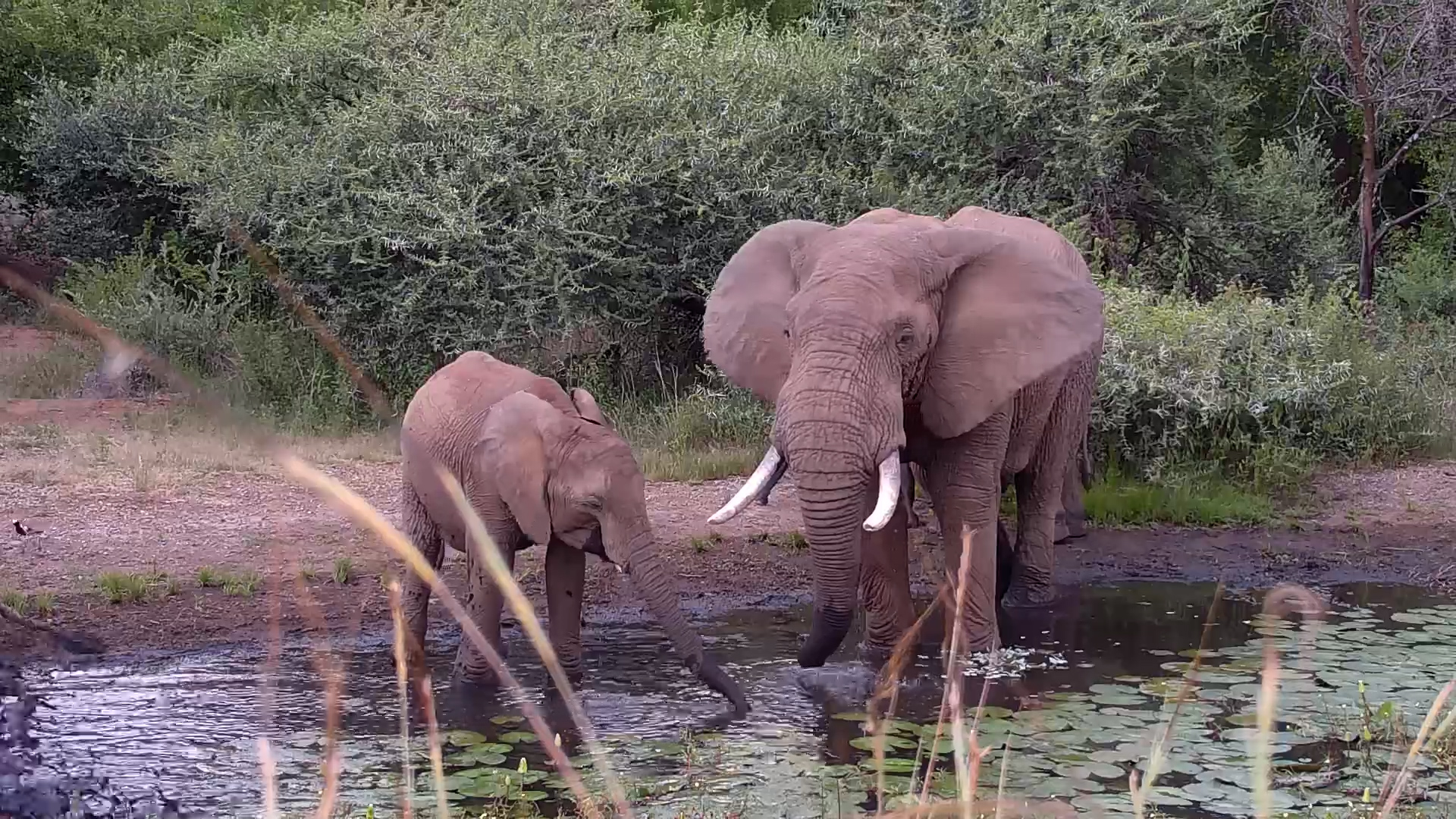 A Playful Afternoon for the Herd