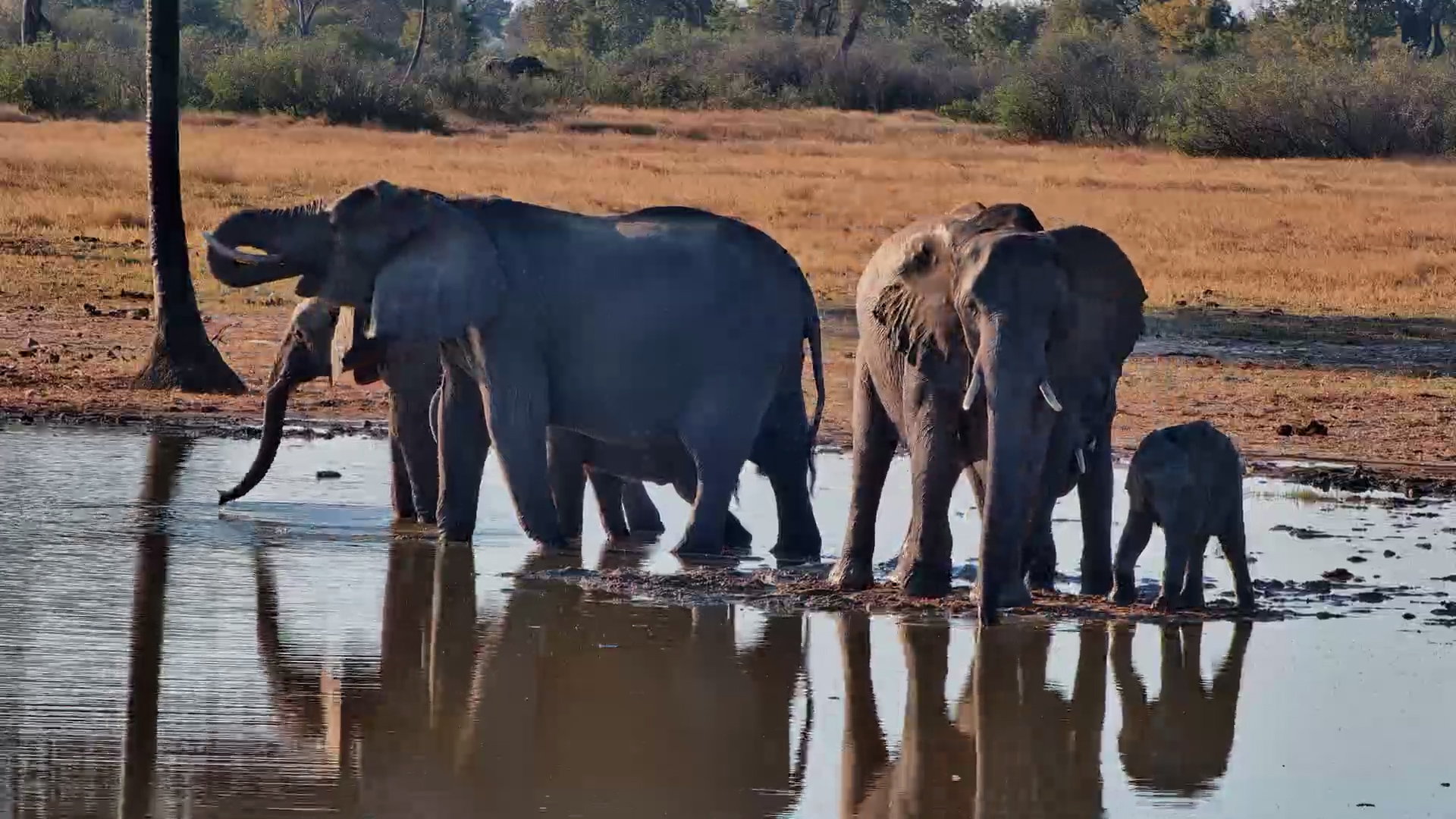 Family Time at the Waterhole