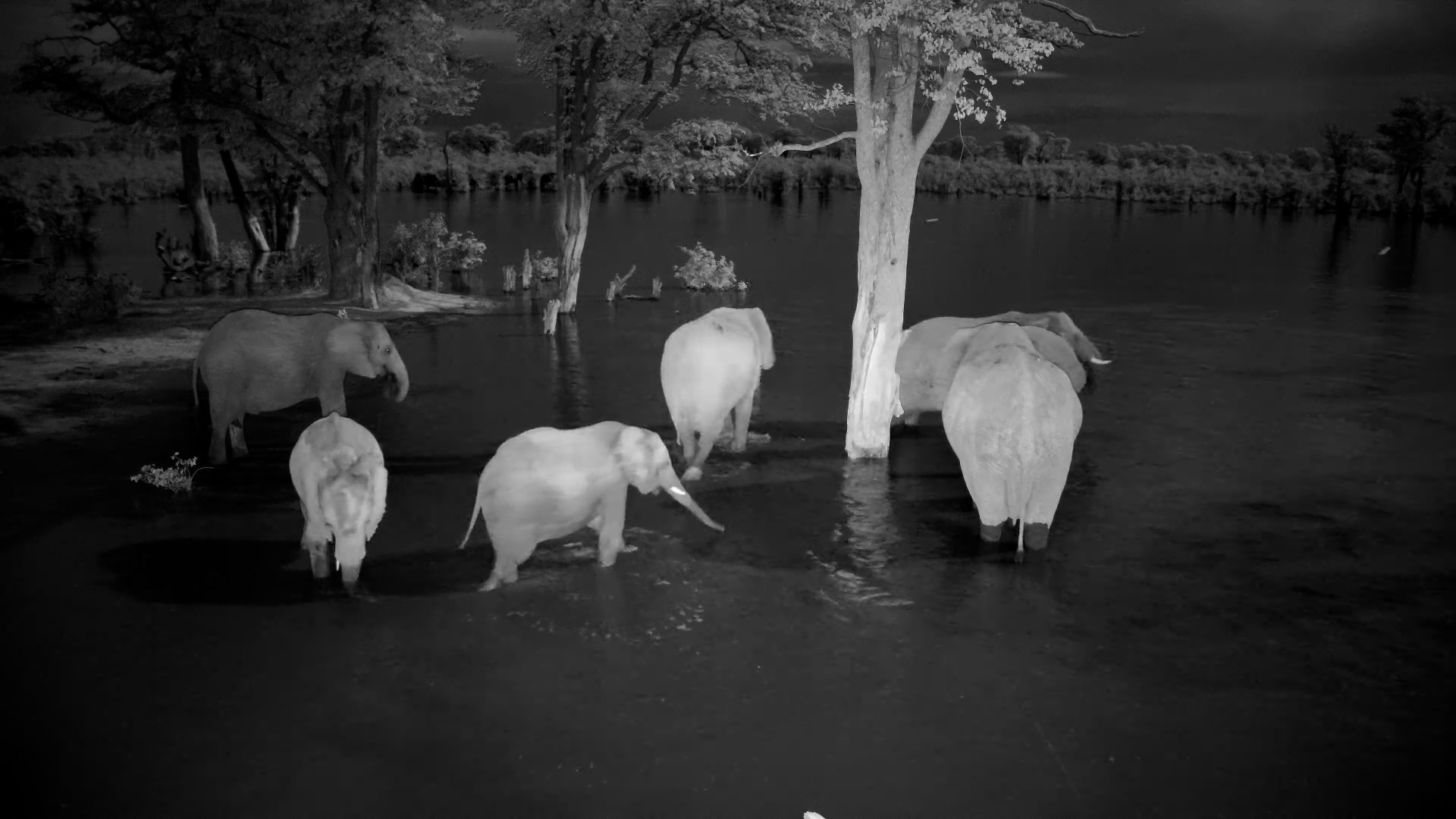 Night Time Visit to Elephant Pan