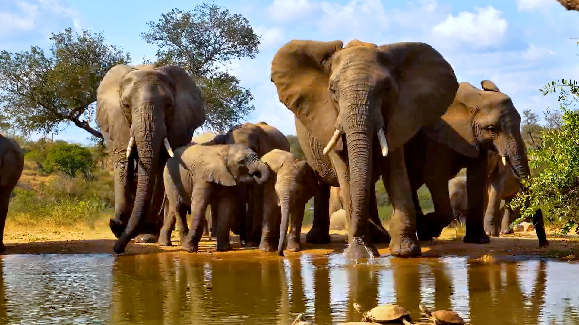 One Elephant Got Too Close to the Calves…