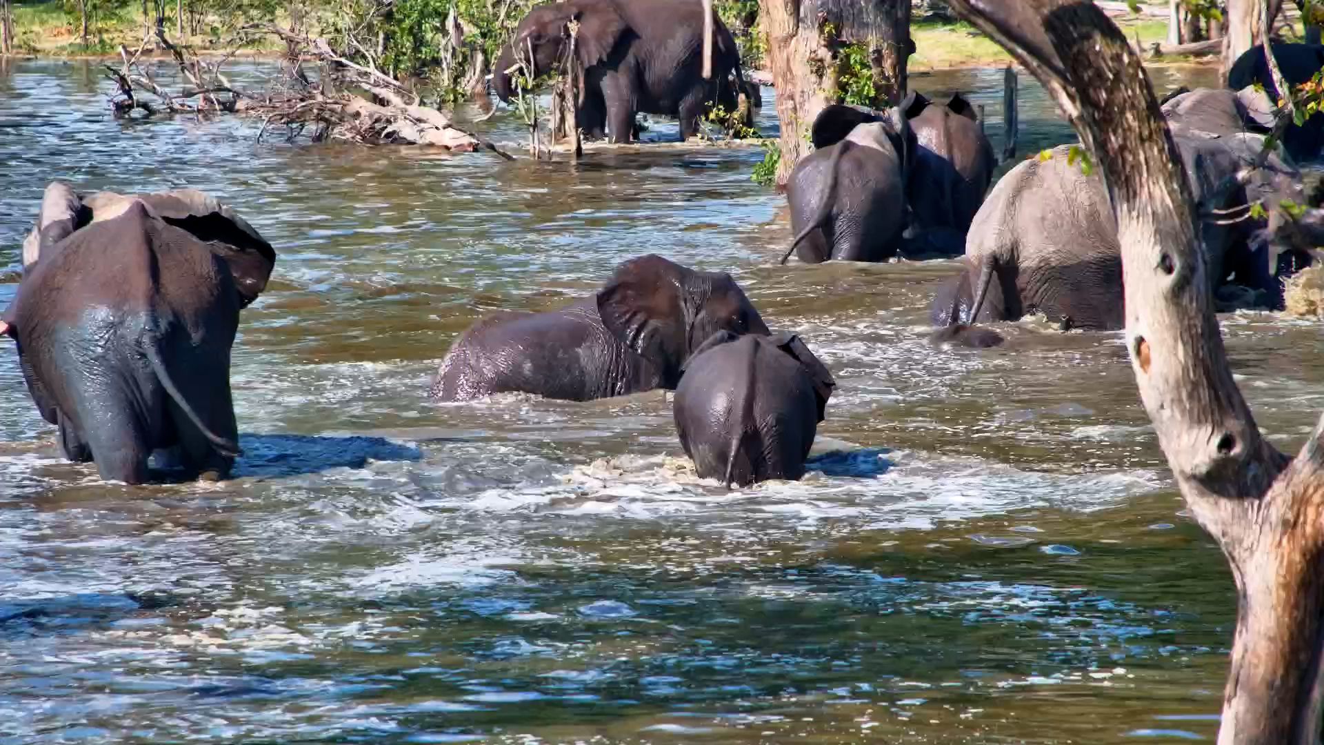 Elephants at Play - Splashing, Wrestling & Bonding as a Family