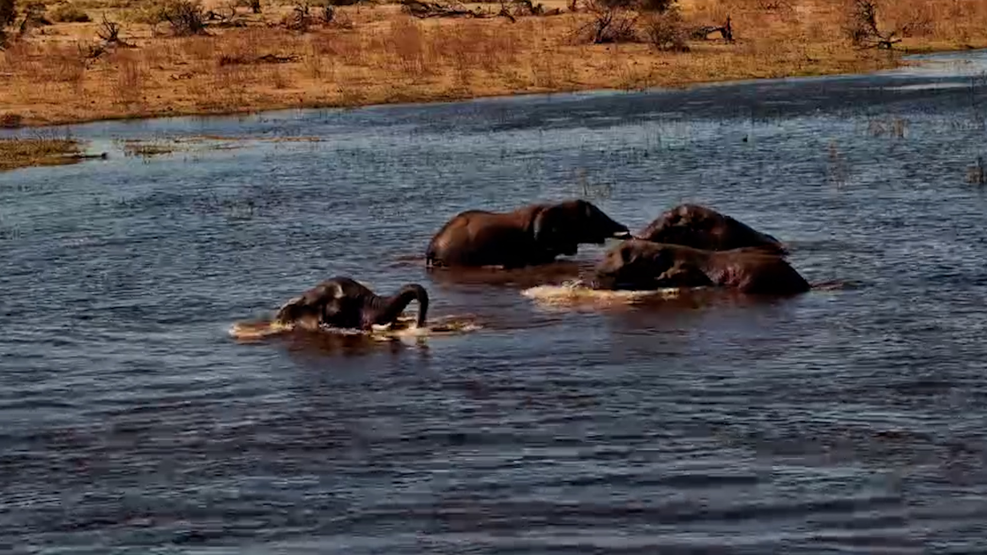 Nothing Beats a Swim in the Boteti River!