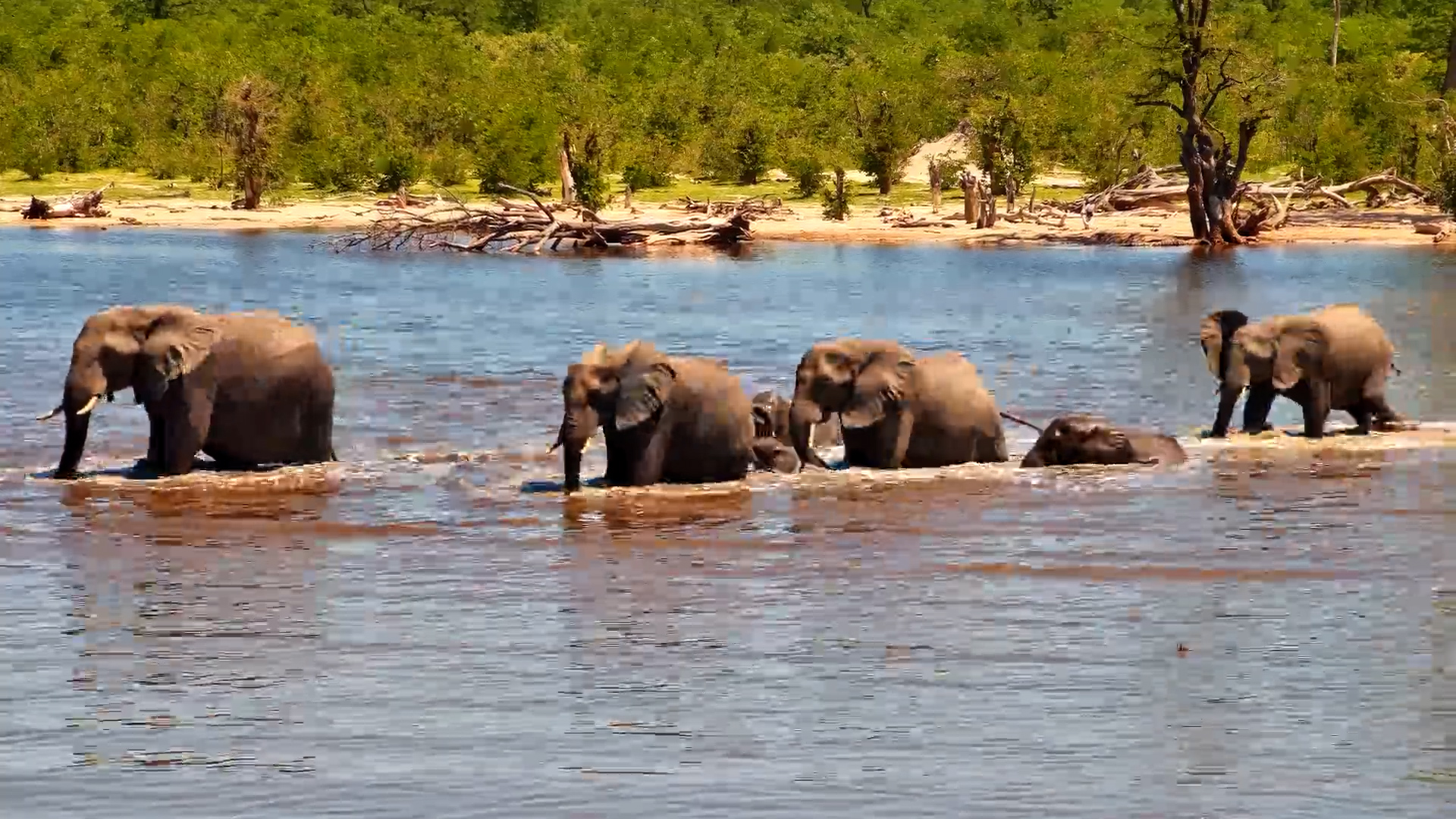Elephant Herd Wades Across Pan to Fresh Water