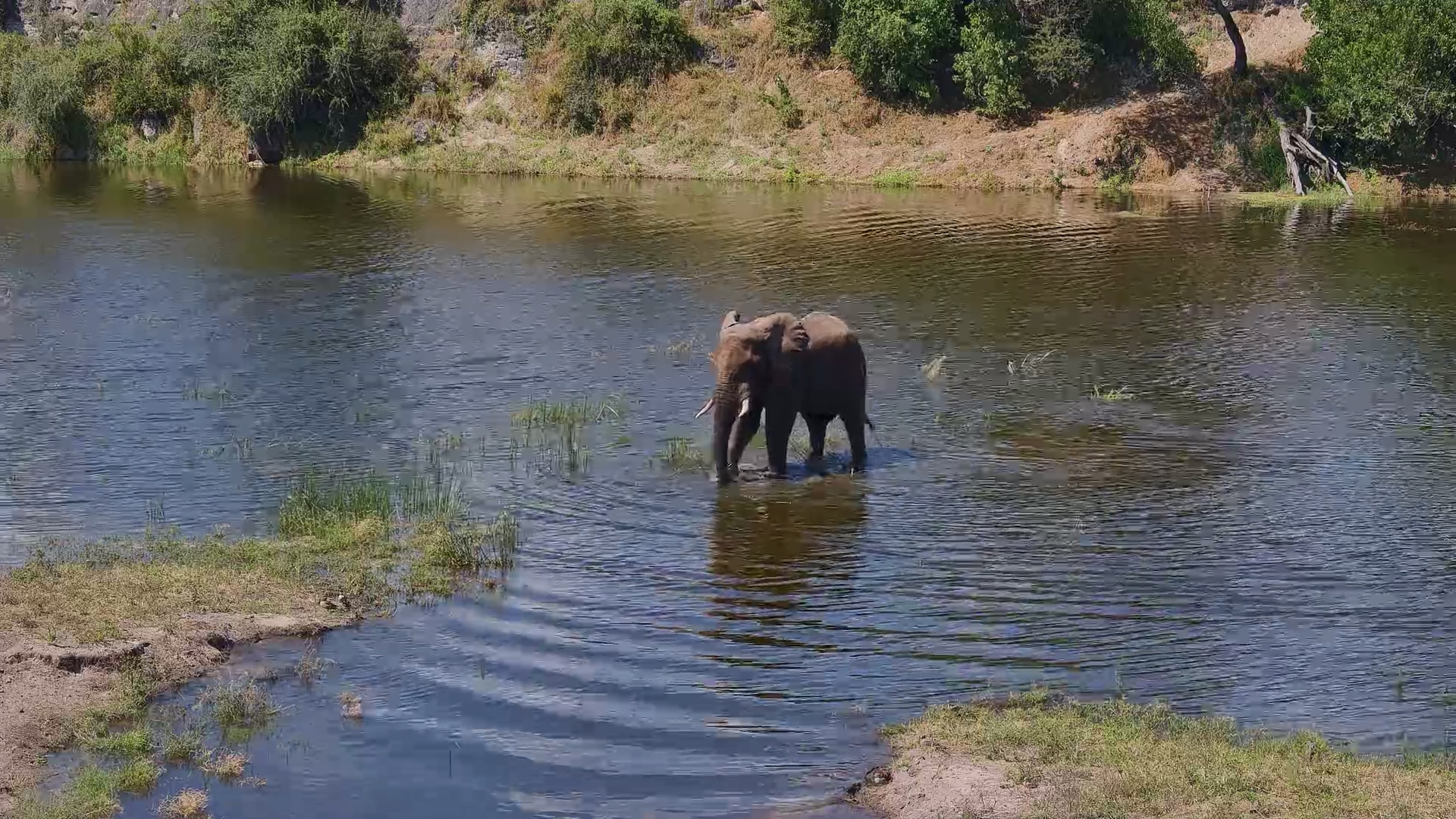Elephant Mud Party For One