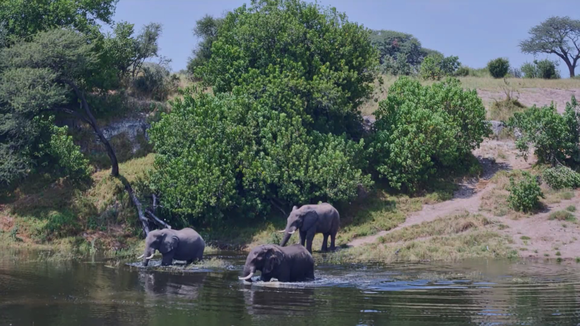 Elephants Wade Through the Water