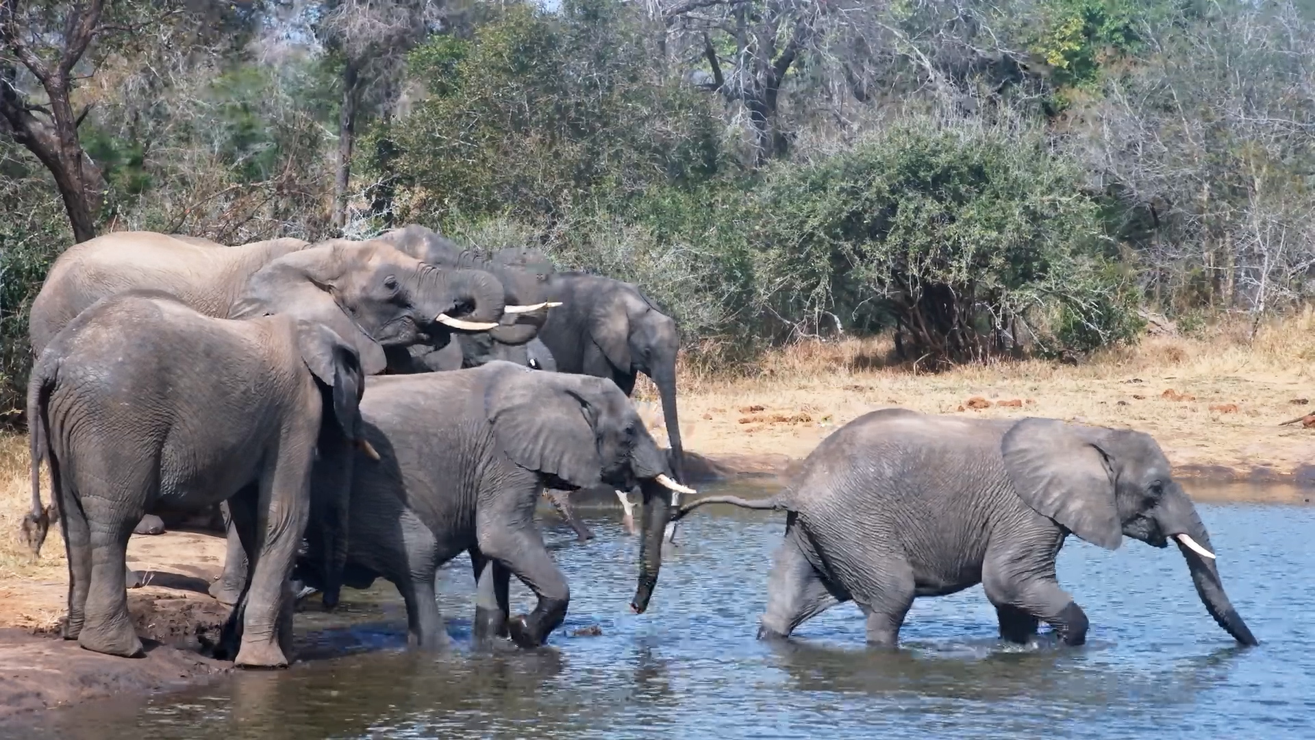 A Busy Elephant Afternoon at Serondella