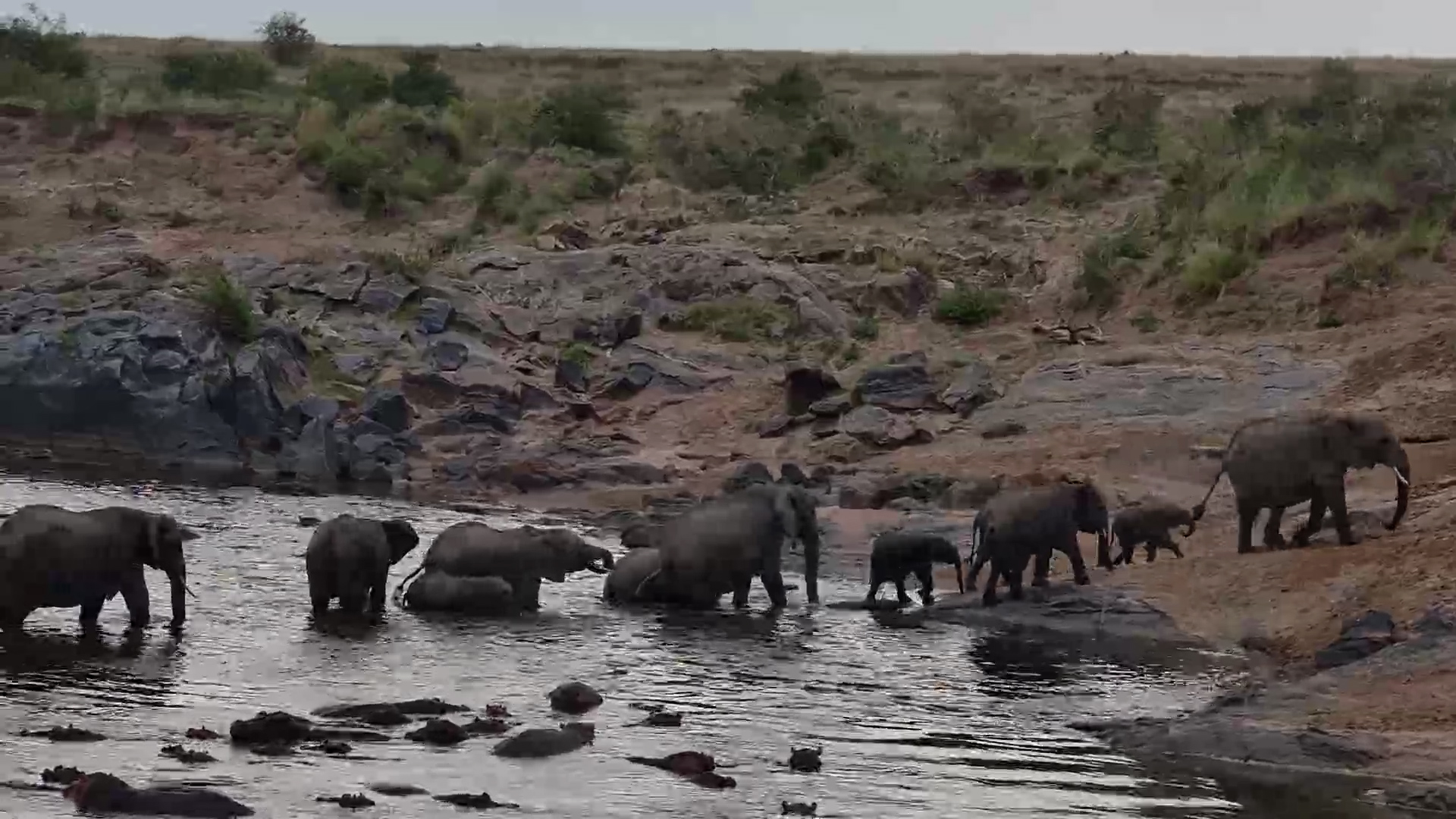 Crossing the Mara, Elephant Style