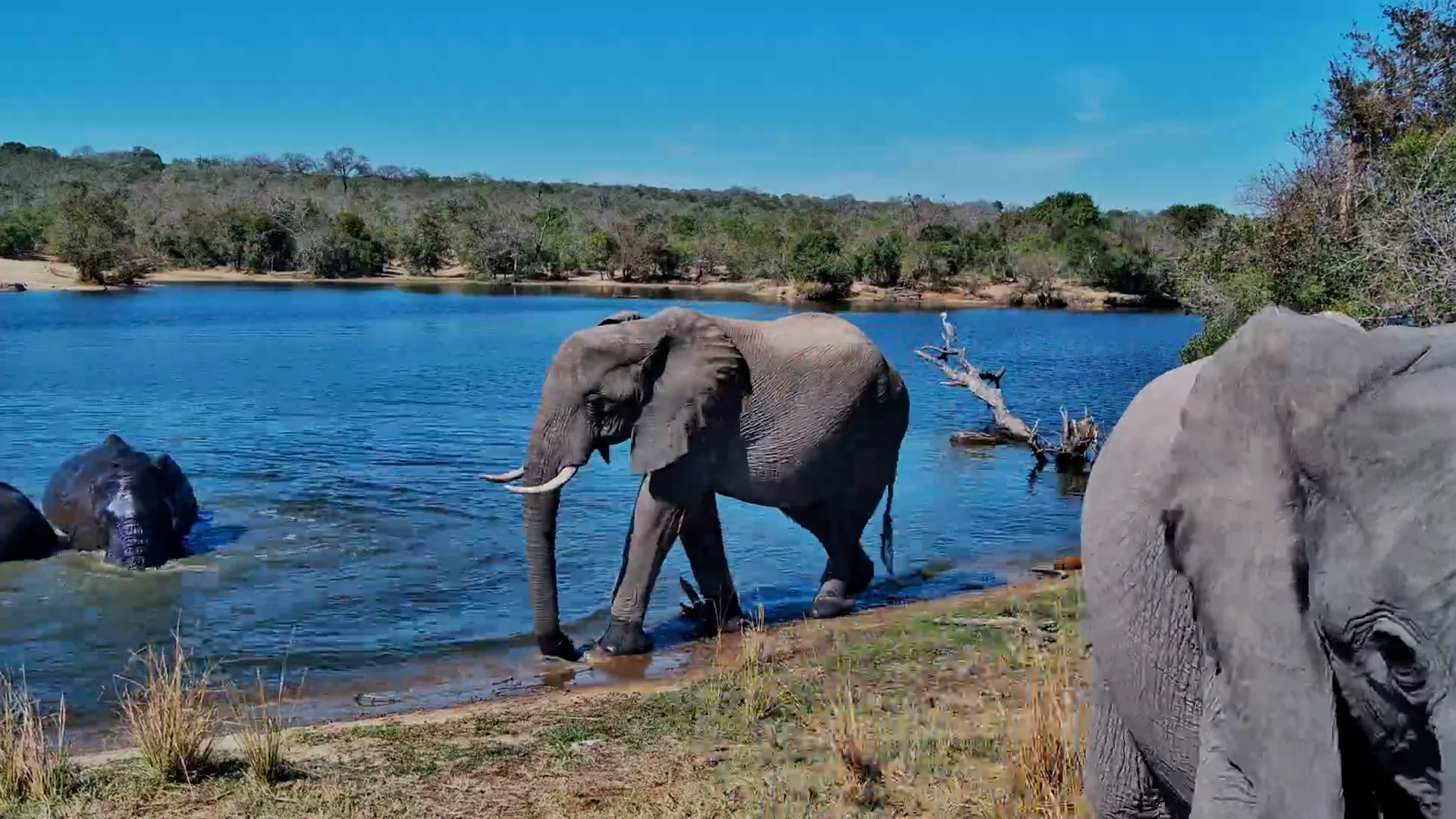 A Hot Day Calls for an Elephant Spa