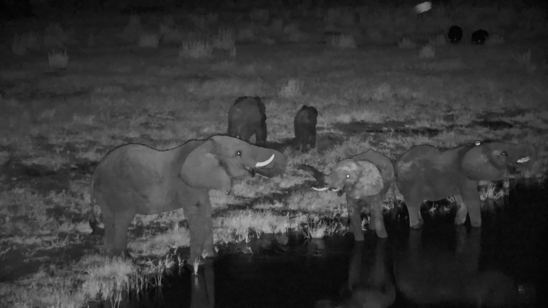 Elephants Own the Night at Moela