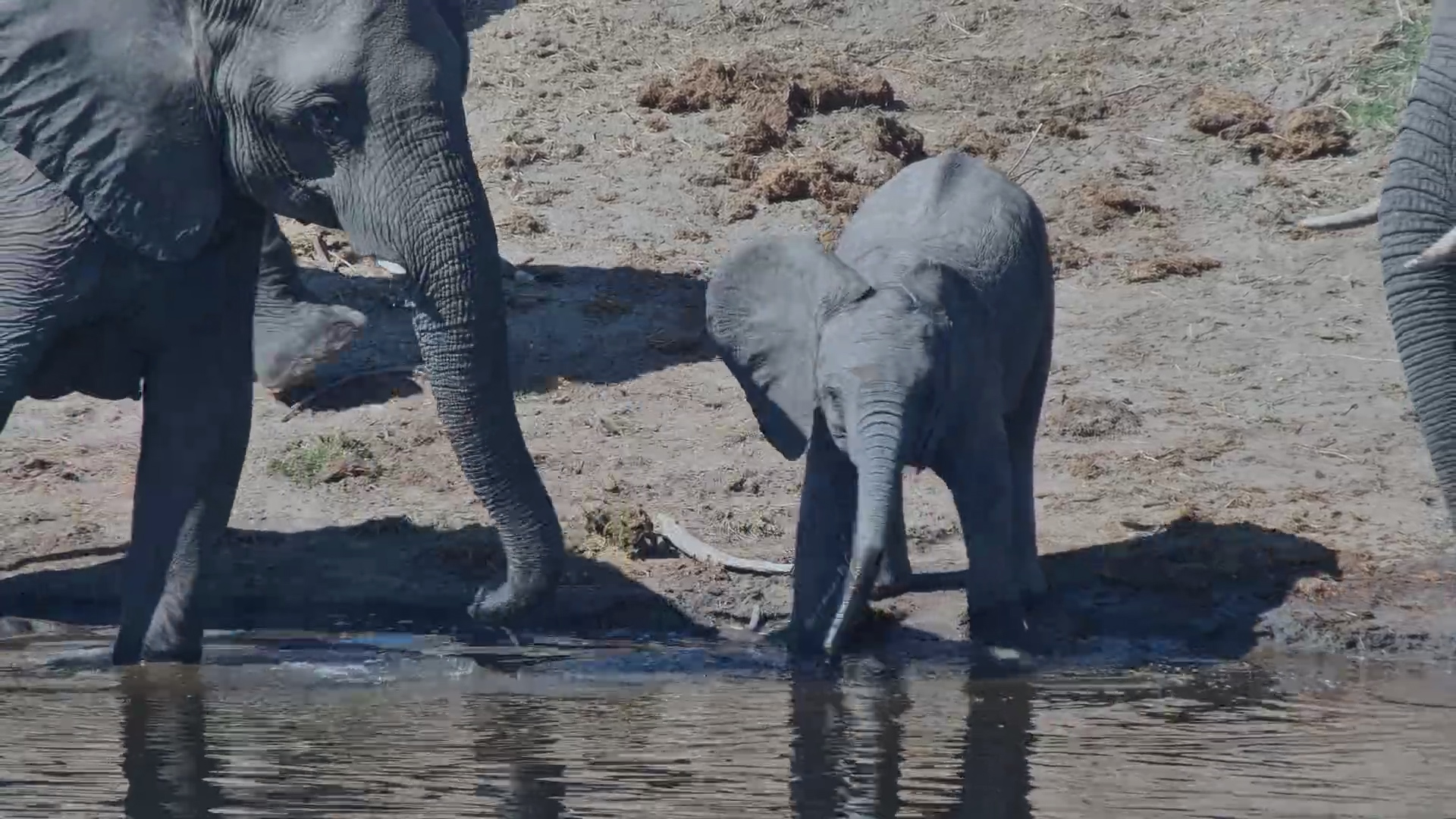 This Elephant Herd Knows How to Relax