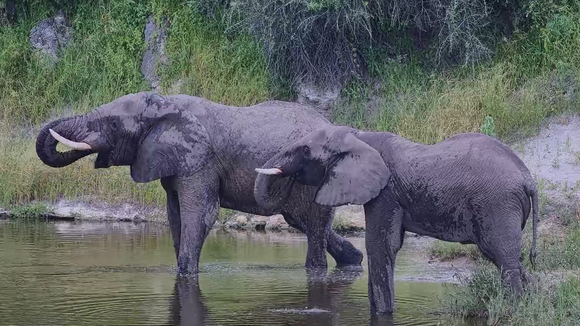 Elephant Enjoys a Cool Dip