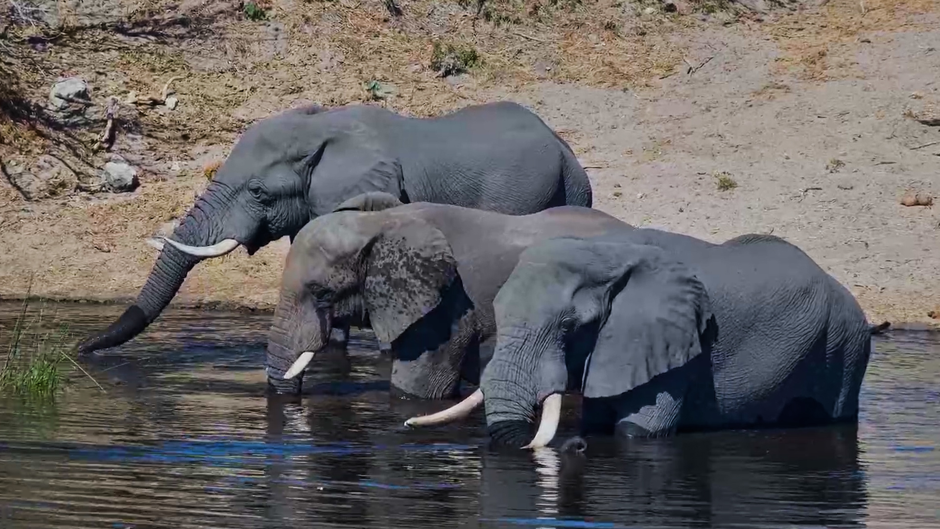 Elephants Drink and Swim in the Boteti River
