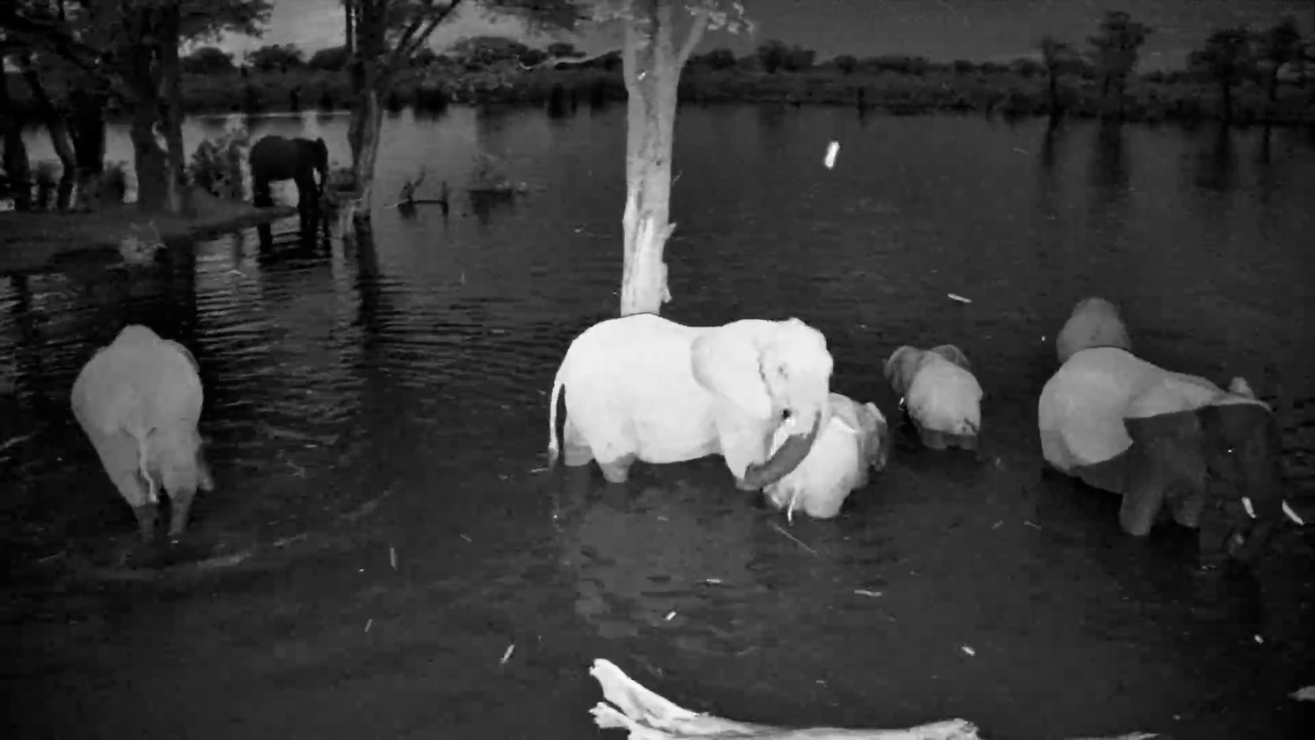 Elephants Drink & Bath Under the Moon