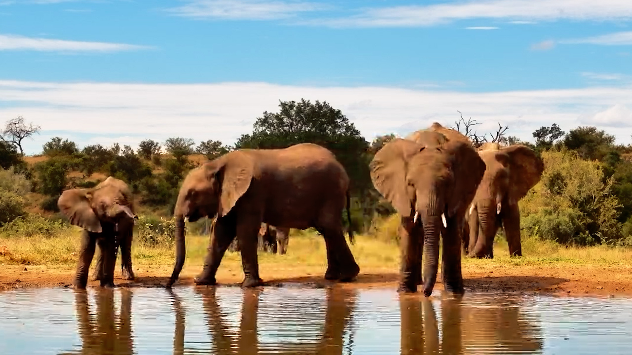 Elephants Drink and Browse at Kings Camp