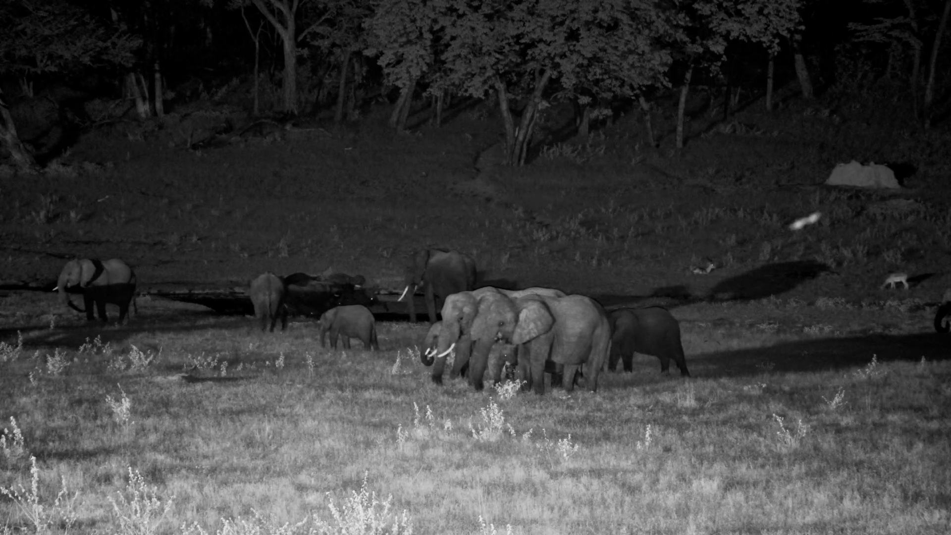 Elephants Take Over the Hwange Waterhole