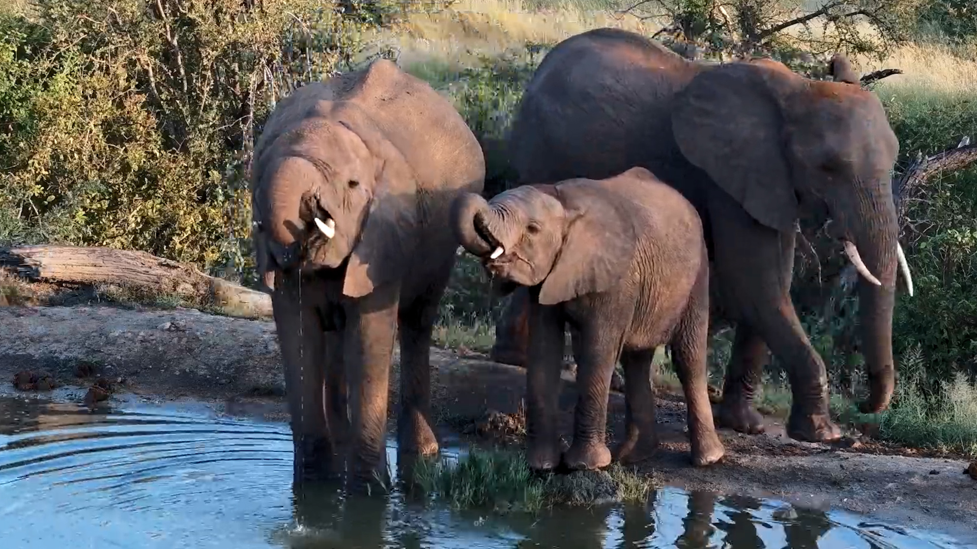 Elephants Gather at Rosie’s Pan