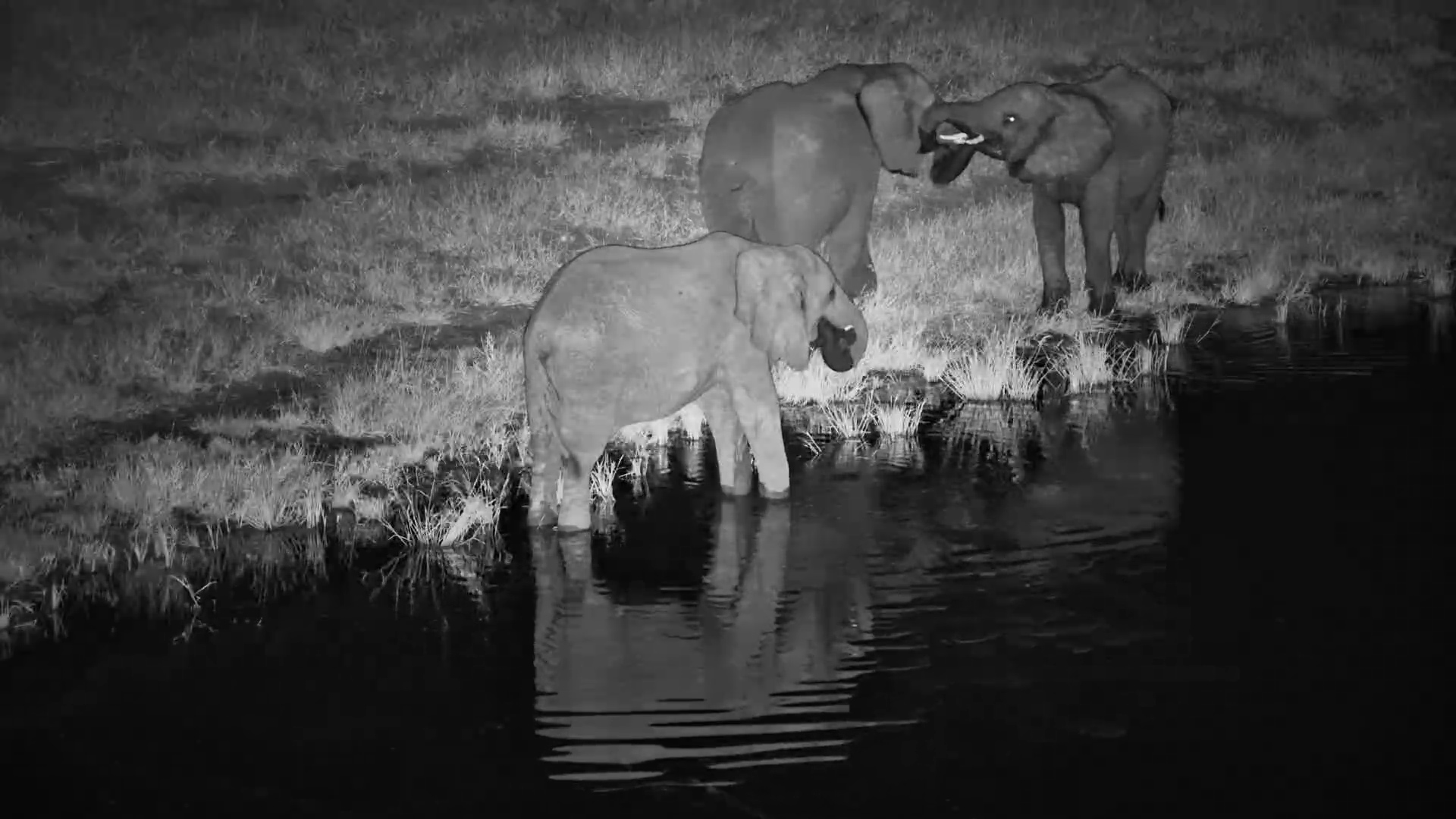 Elephants Drink & Spar at Moela