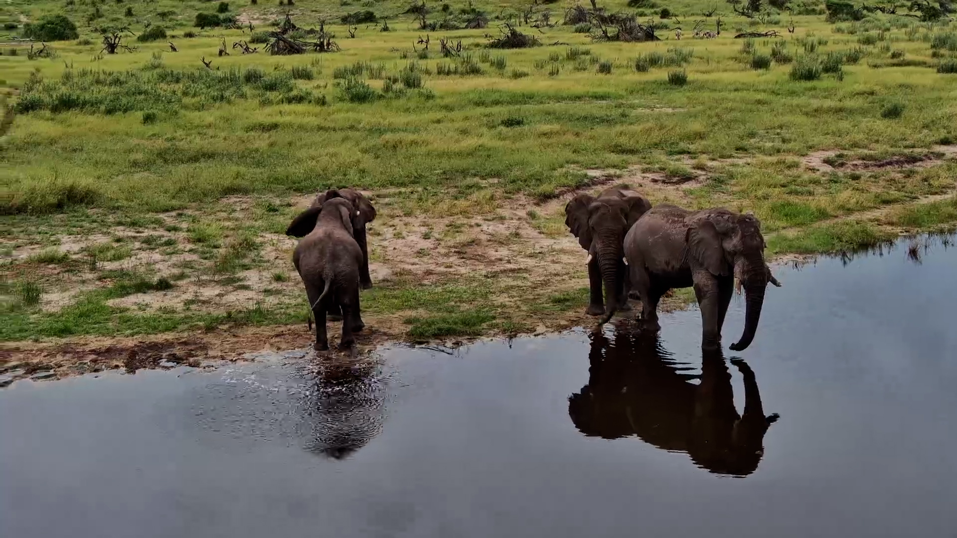 Young Elephants Test Their Strength
