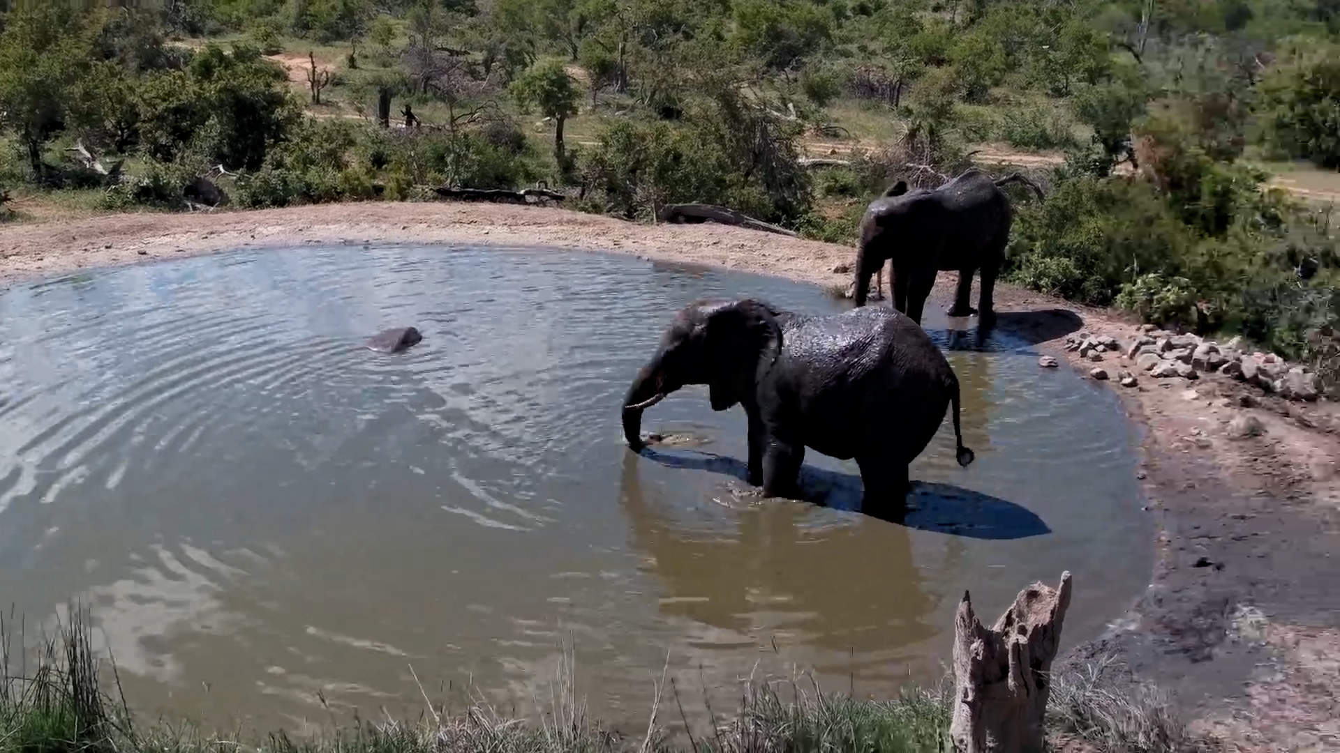 Elephants Drink as Hippo Stays Low