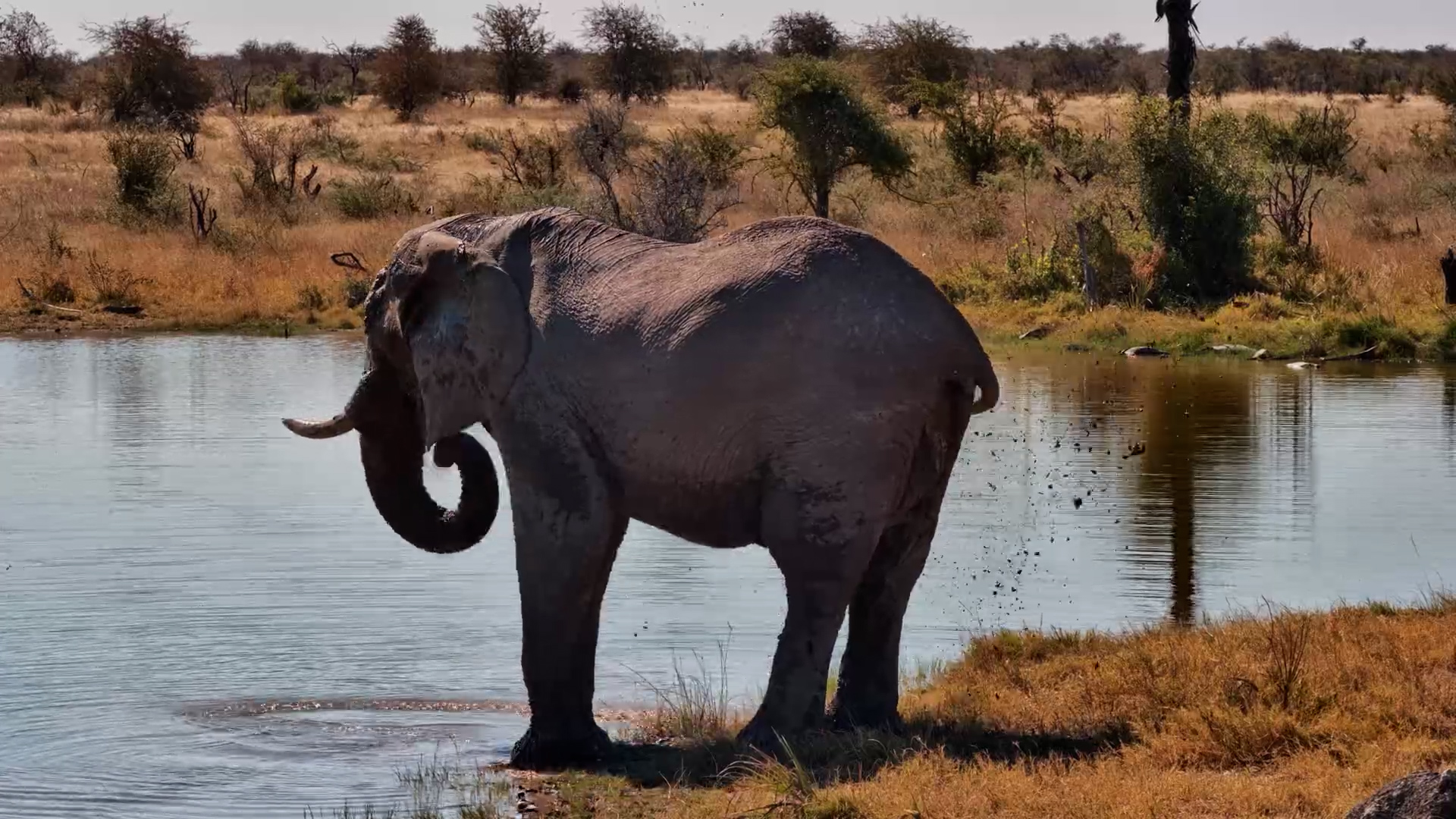 The Best Part of an Elephant's Day