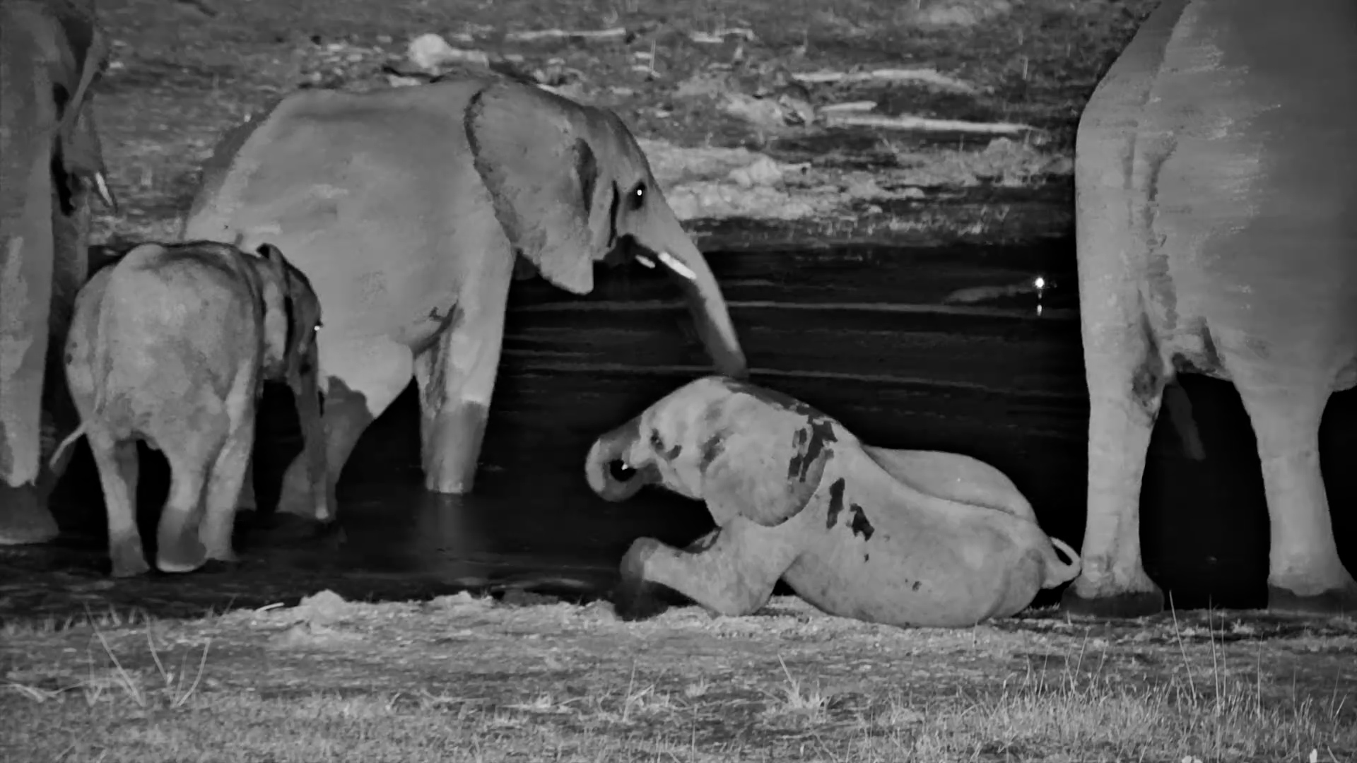 Elephant Calf Naps by the Water