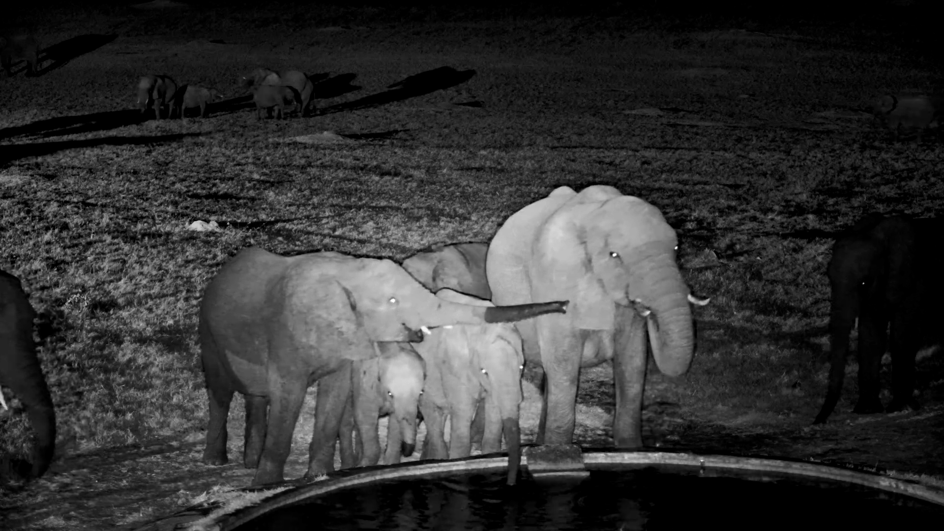 What Elephants Do After Dark