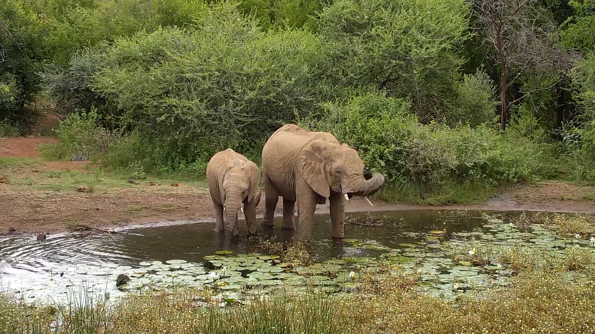 Family Bonding at the Waterhole