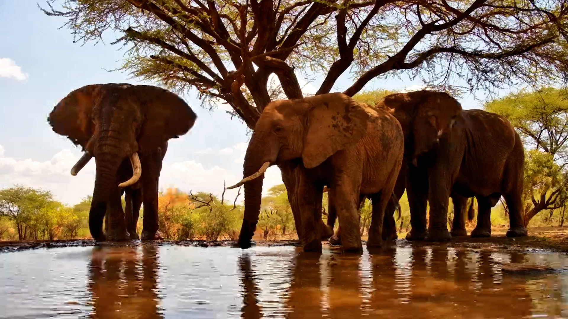 Four Giant Elephant Bulls