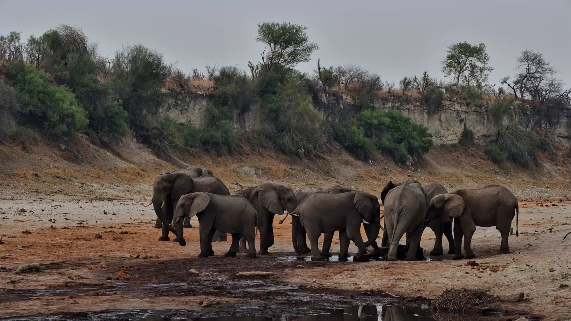Elephants Enjoy Fresh Water